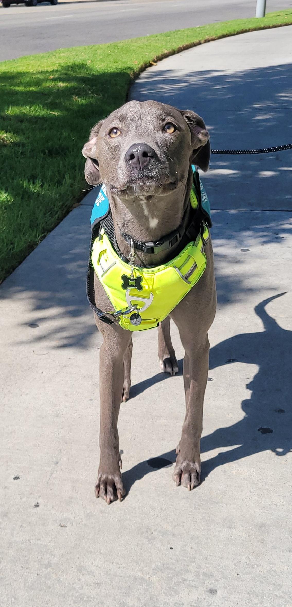 Enlarge Rocky, an adopted mixed breed in Reseda, CA image 1/6