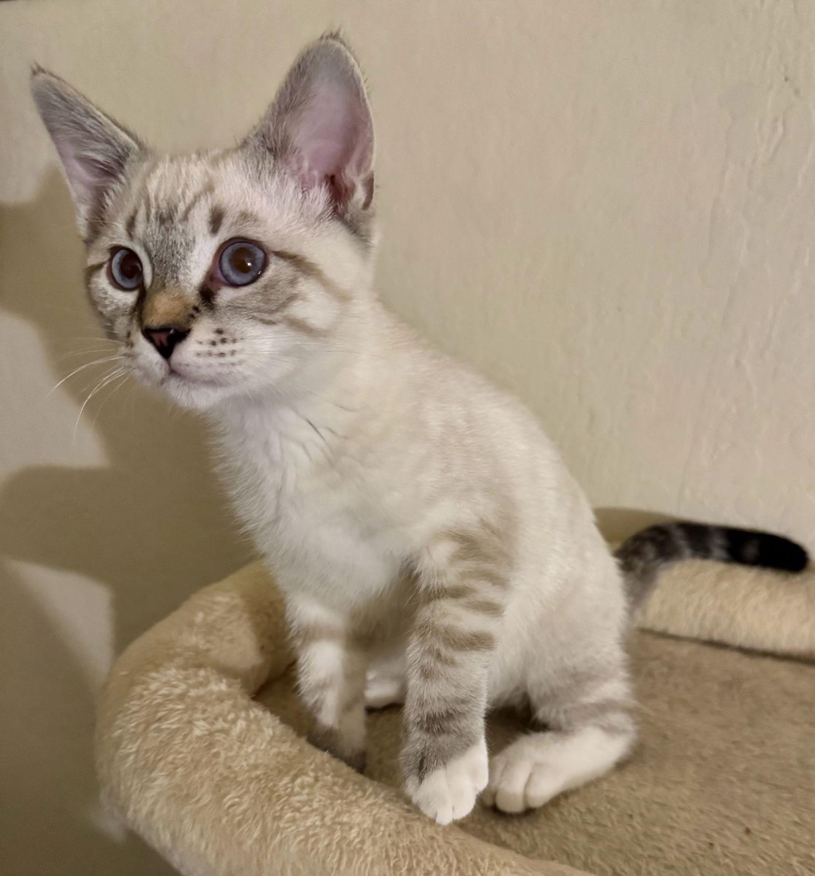 Enlarge Darrell, a Adoptable Siamese in Vallejo, CA image 1/3
