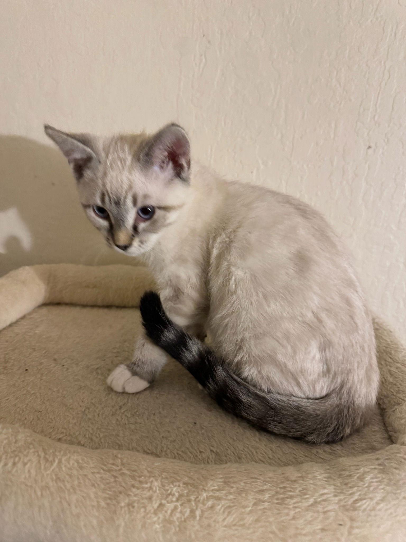 Enlarge Darrell, a Adoptable Siamese in Vallejo, CA image 2/3