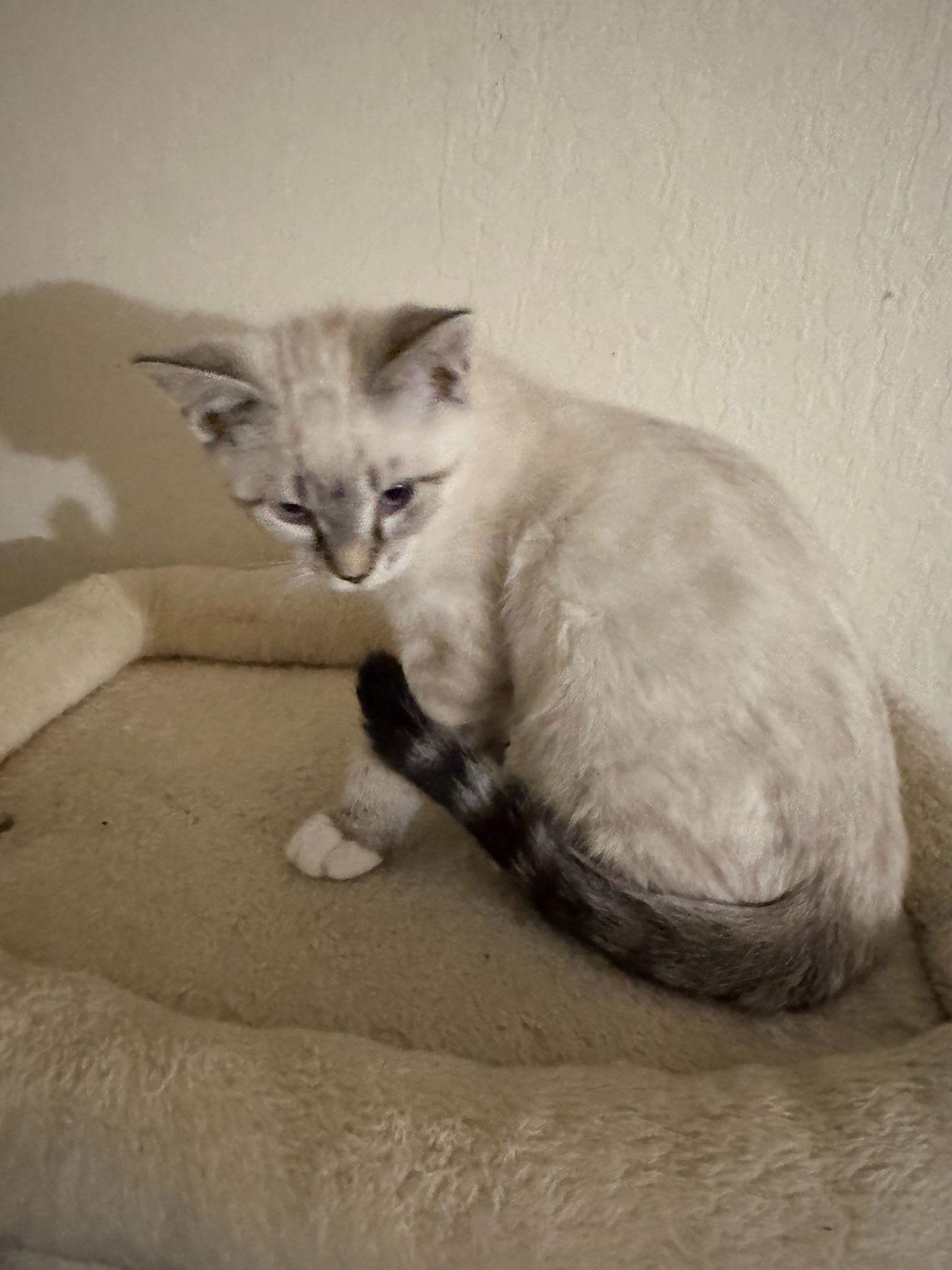 Enlarge Darrell, a Adoptable Siamese in Vallejo, CA image 3/3