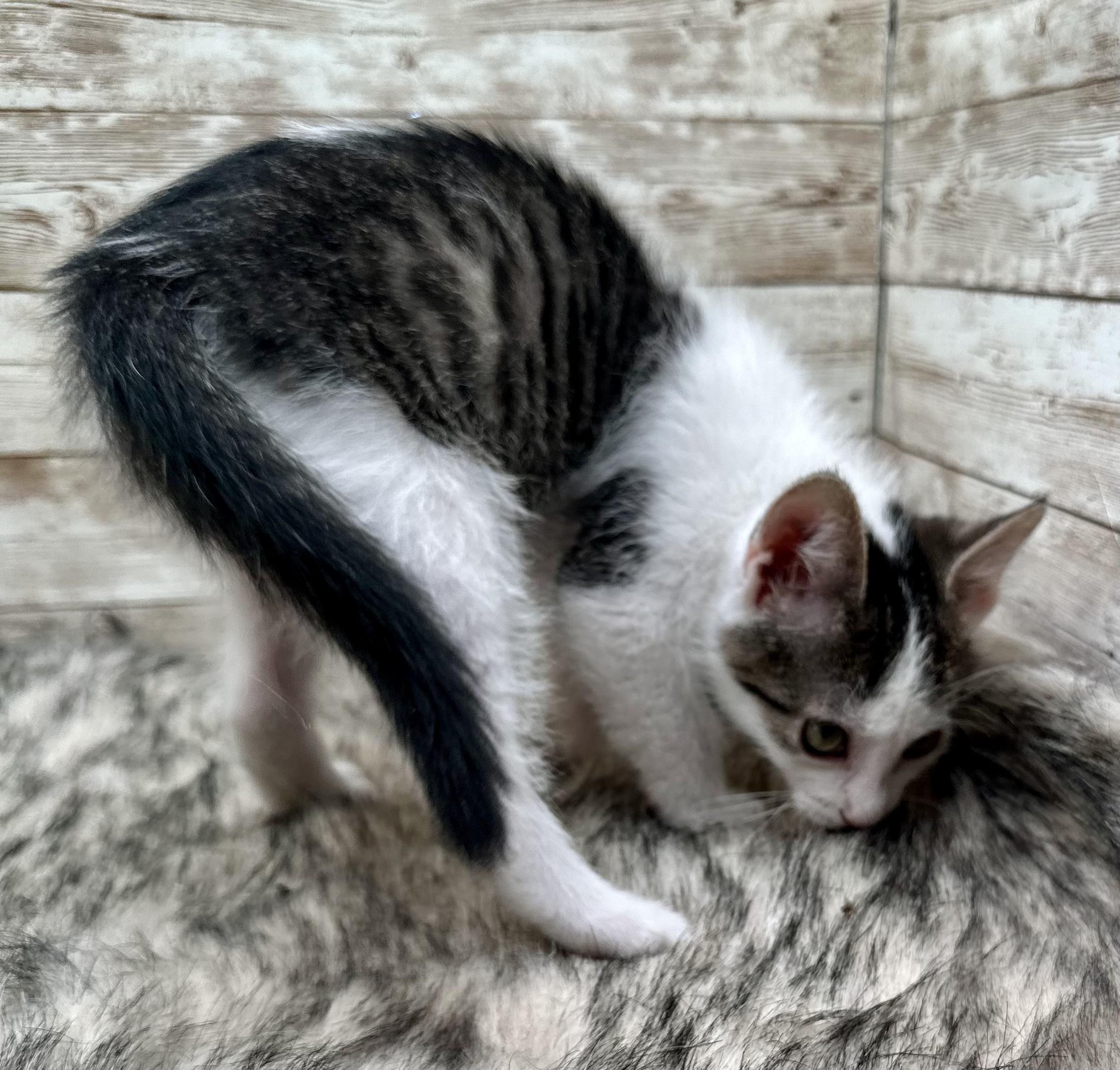 Enlarge Abbott , a ADOPTABLE Domestic Short Hair in Lexington, KY image 3/5