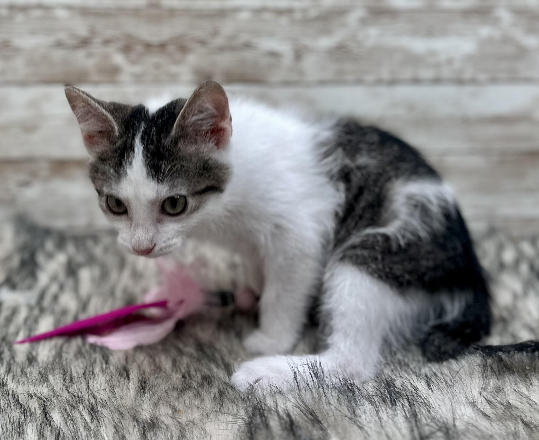 Enlarge Abbott , a ADOPTABLE Domestic Short Hair in Lexington, KY image 5/5