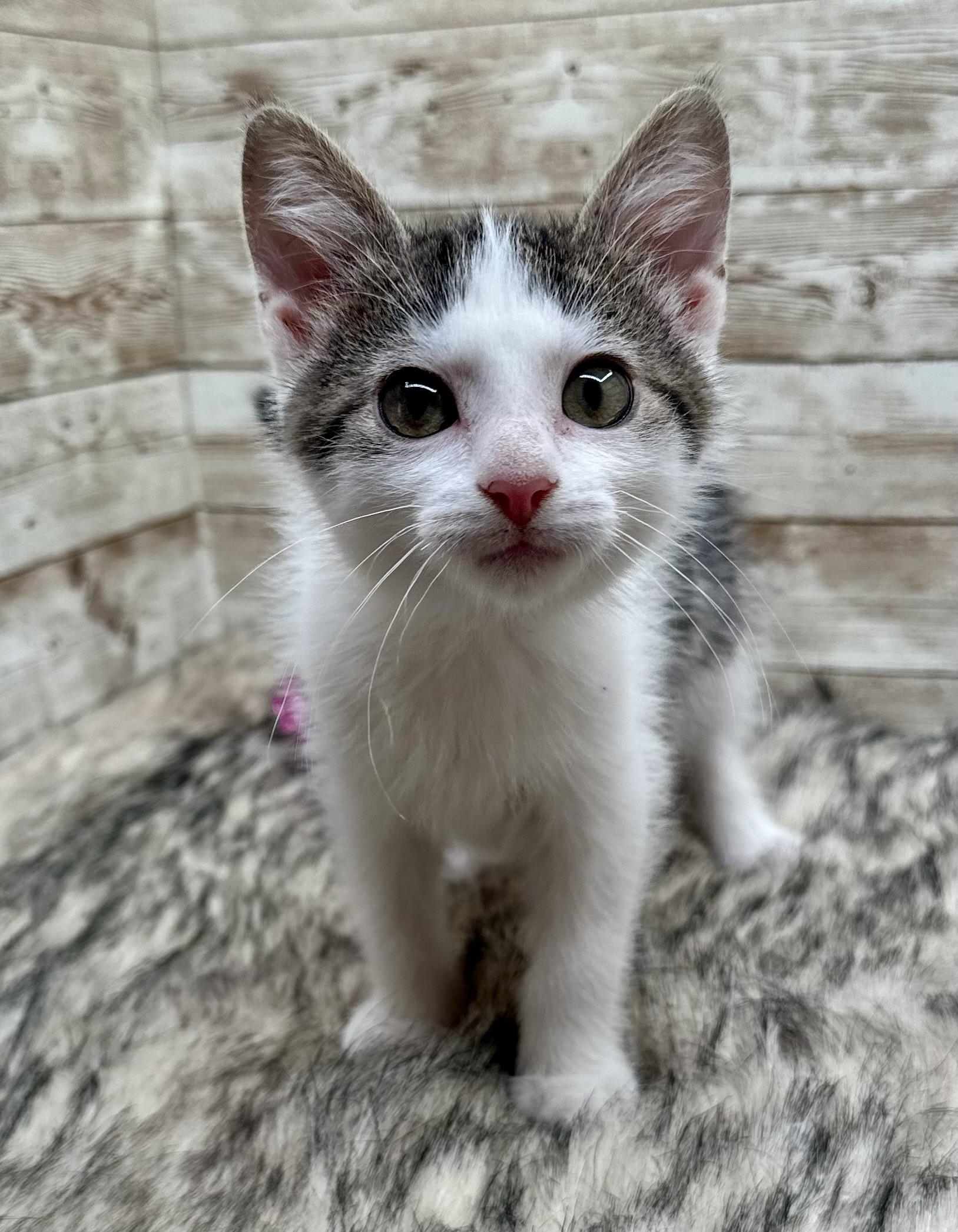 Enlarge Abbott , a ADOPTABLE Domestic Short Hair in Lexington, KY image 4/5