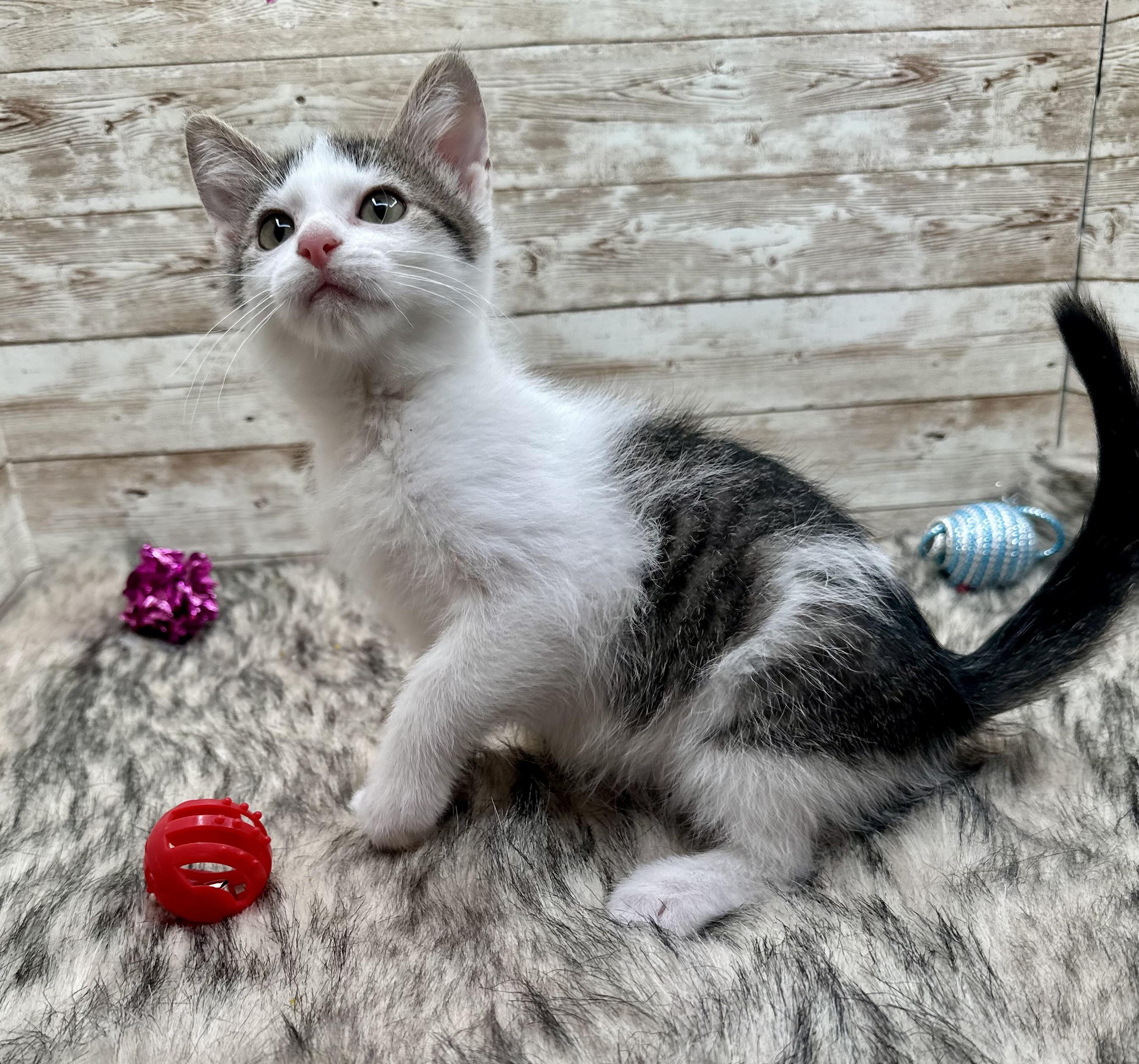 Enlarge Abbott , a ADOPTABLE Domestic Short Hair in Lexington, KY image 2/5