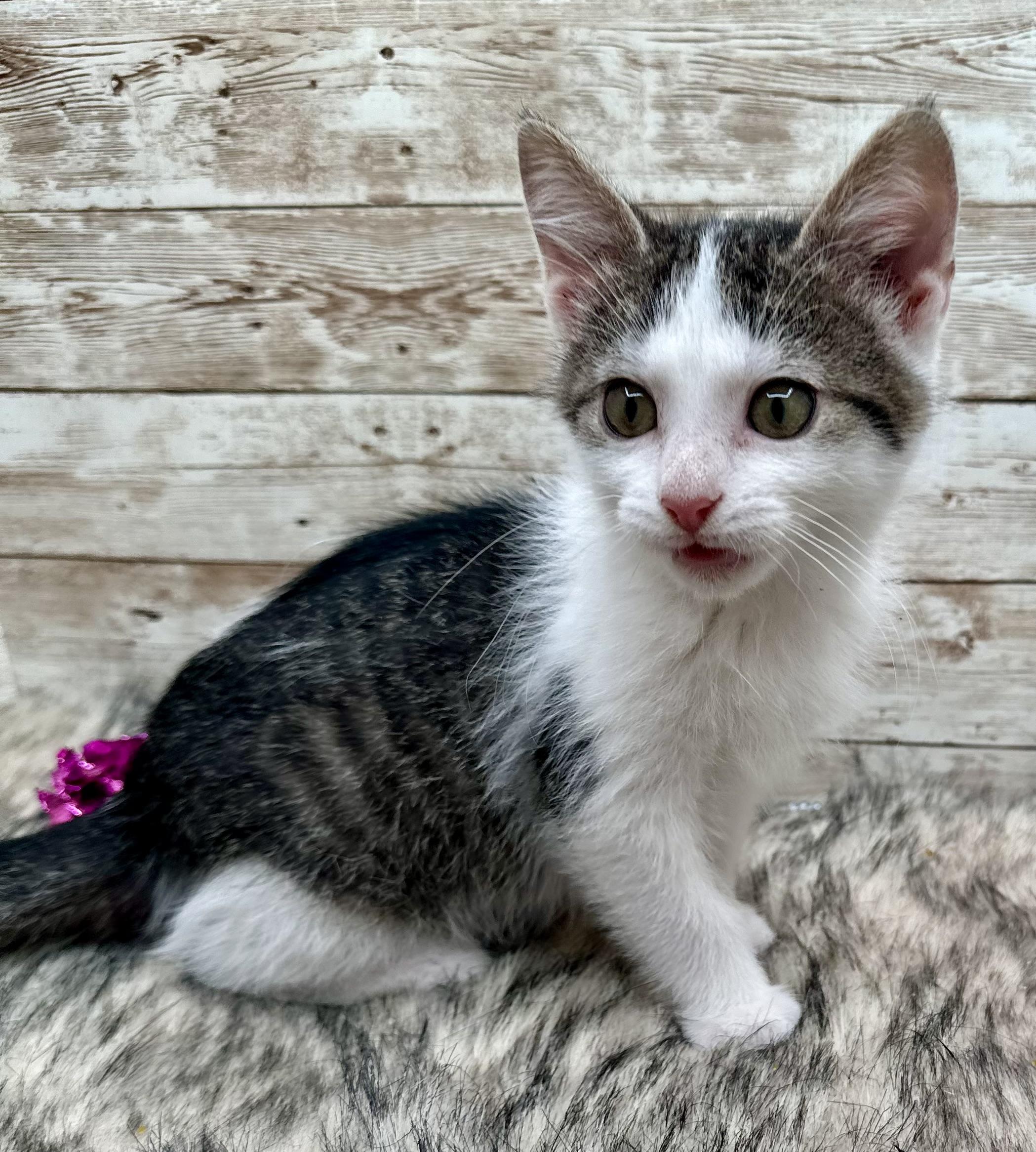 Abbott , ADOPTABLE, Kitten Male Domestic Short Hair.