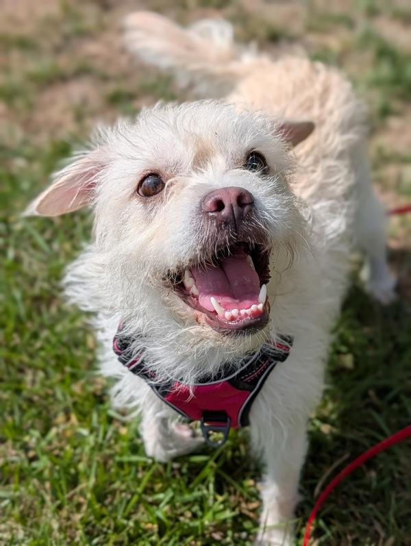 Cassidy, Adoptable, Adult Female Terrier.