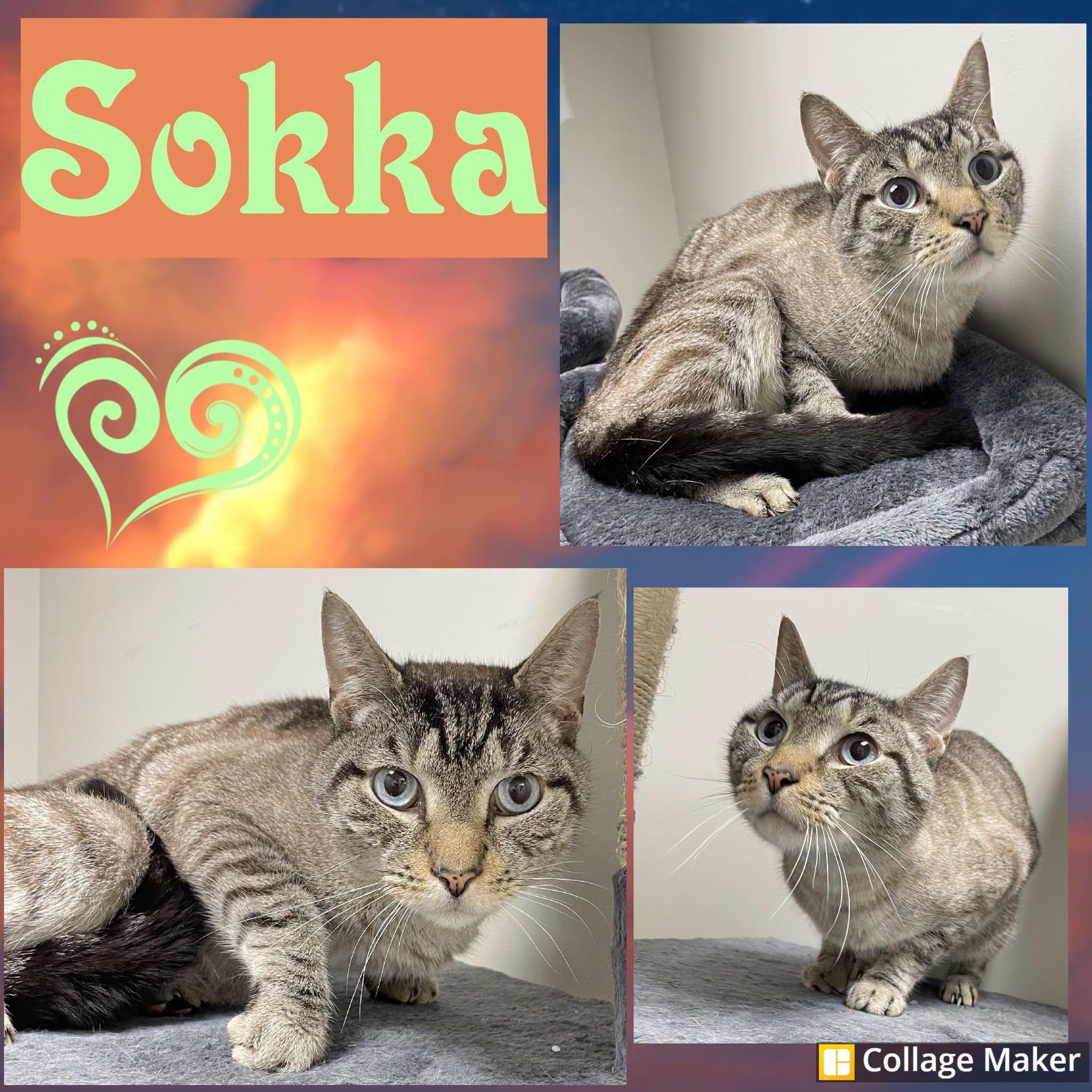 Enlarge Sokka, a ADOPTABLE mixed breed in Clearfield, PA image 1/1