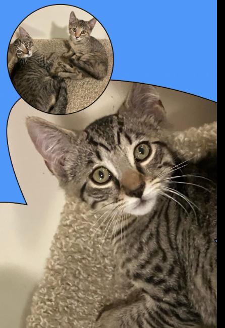 Enlarge Hagrid, a Adoptable Domestic Short Hair in Rochester, NY image 1/1