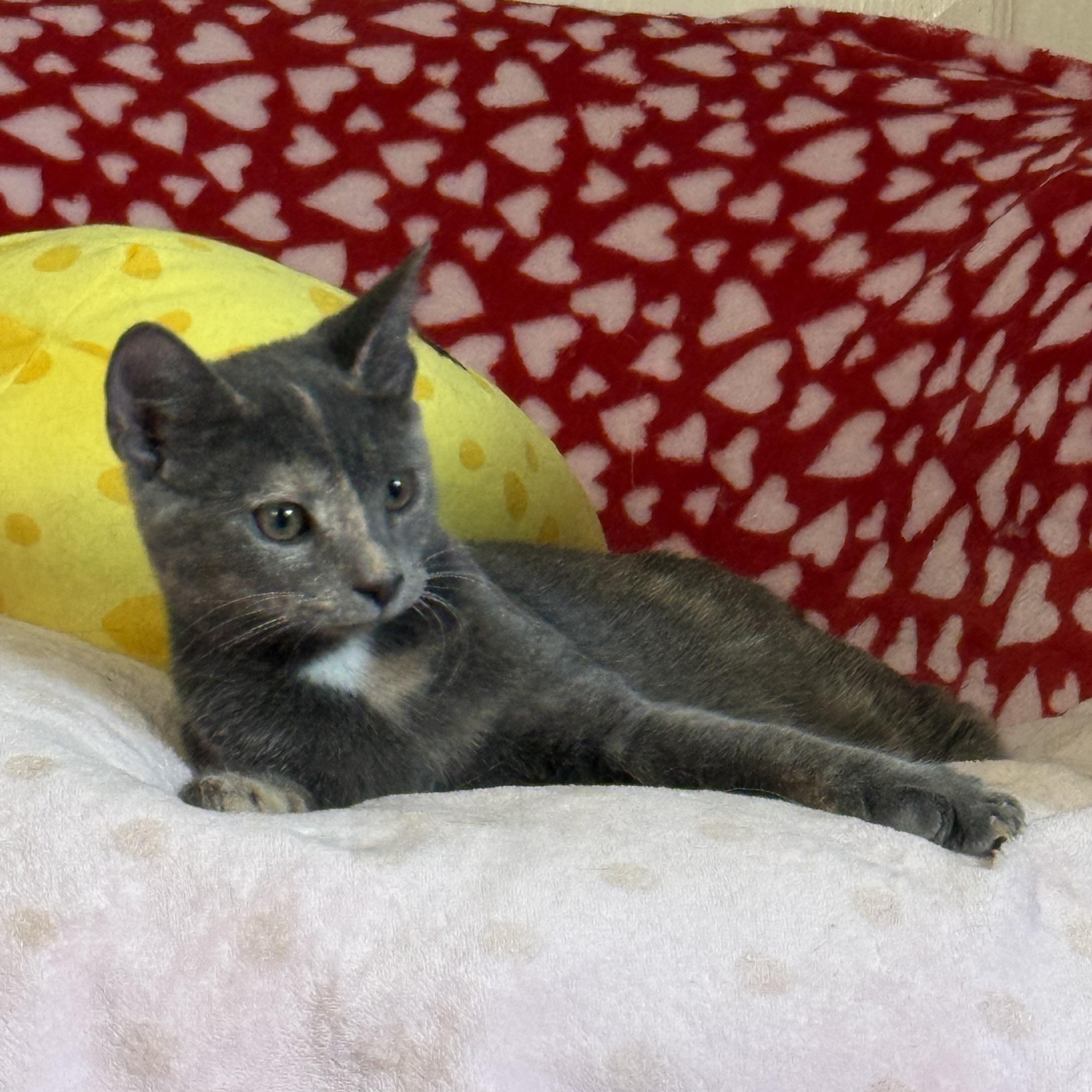 Glinda The Good (Adoptable 3/1), an adopted Domestic Short Hair in Kissimmee, FL image 6/6