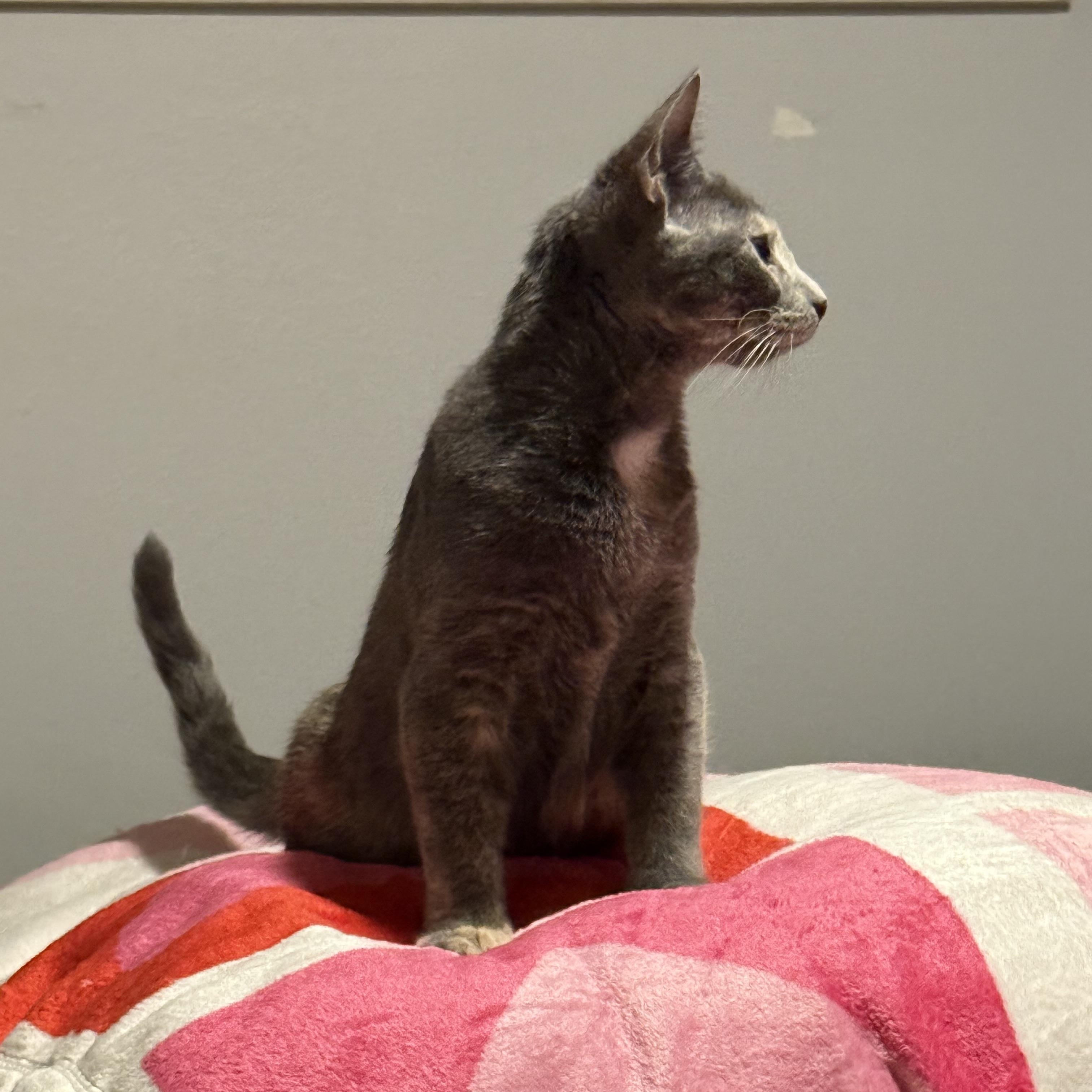 Glinda The Good (Adoptable 3/1), an adopted Domestic Short Hair in Kissimmee, FL image 2/6