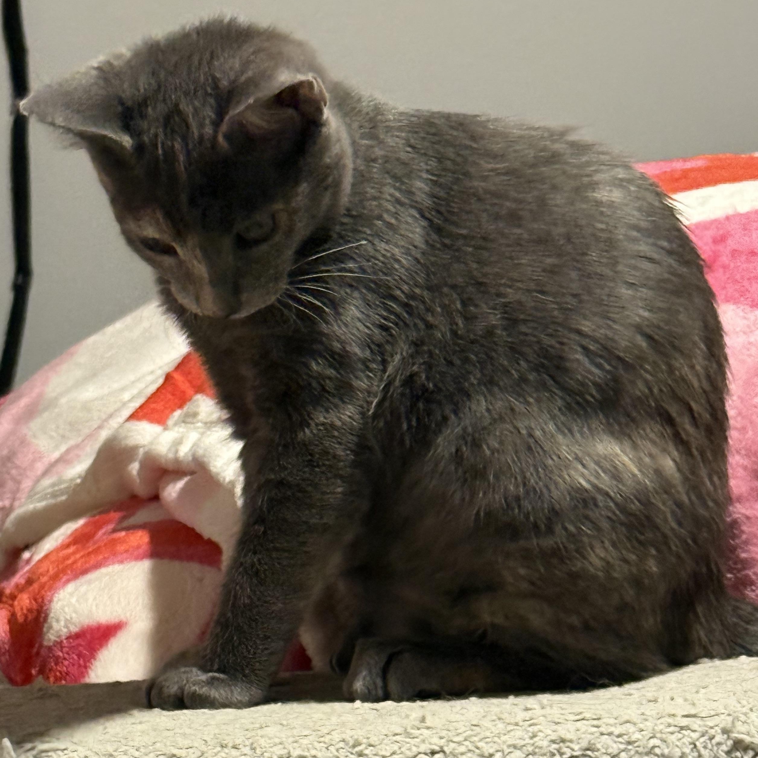 Glinda The Good (Adoptable 3/1), an adopted Domestic Short Hair in Kissimmee, FL image 3/6