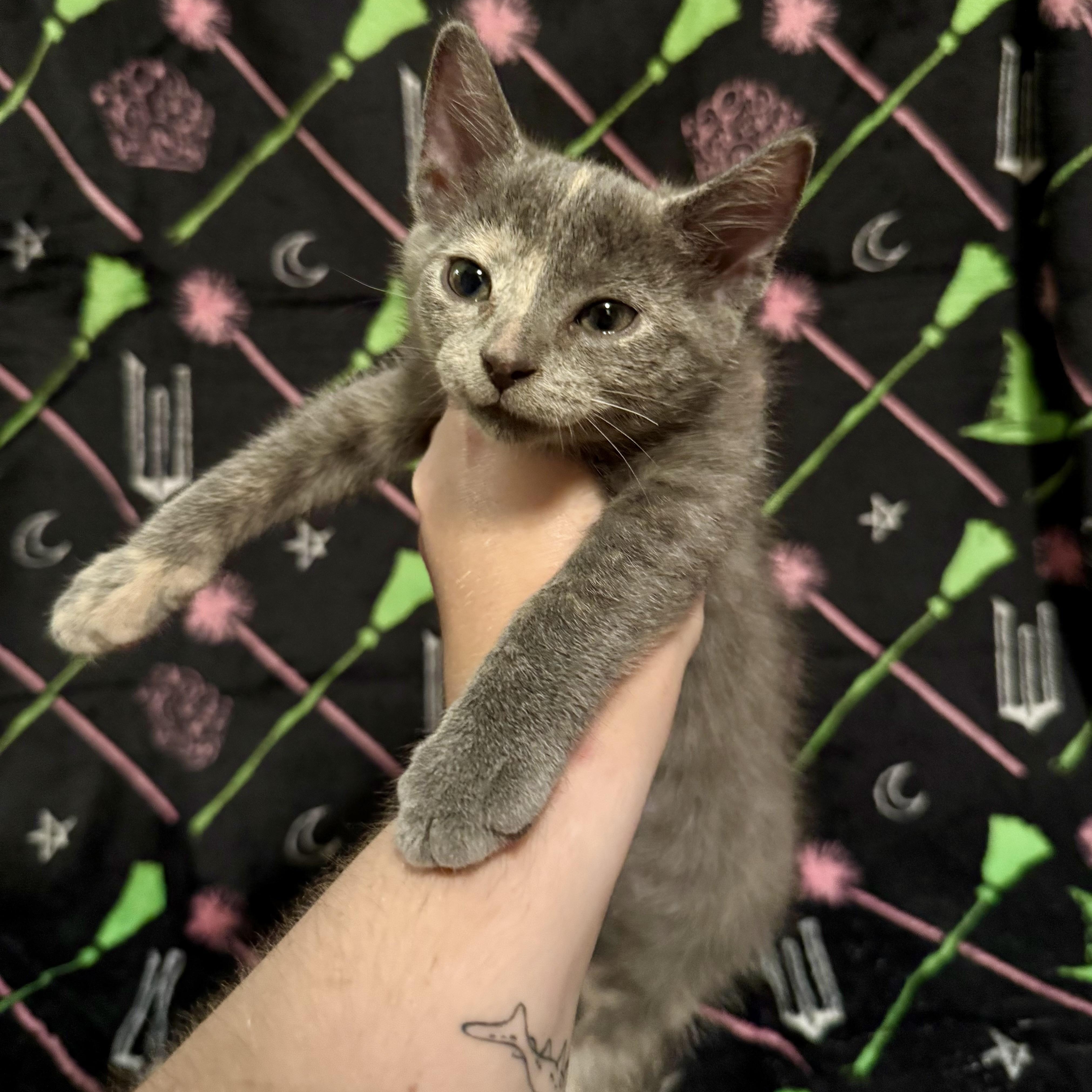 Glinda The Good (Adoptable 3/1), an adopted Domestic Short Hair in Kissimmee, FL image 4/6