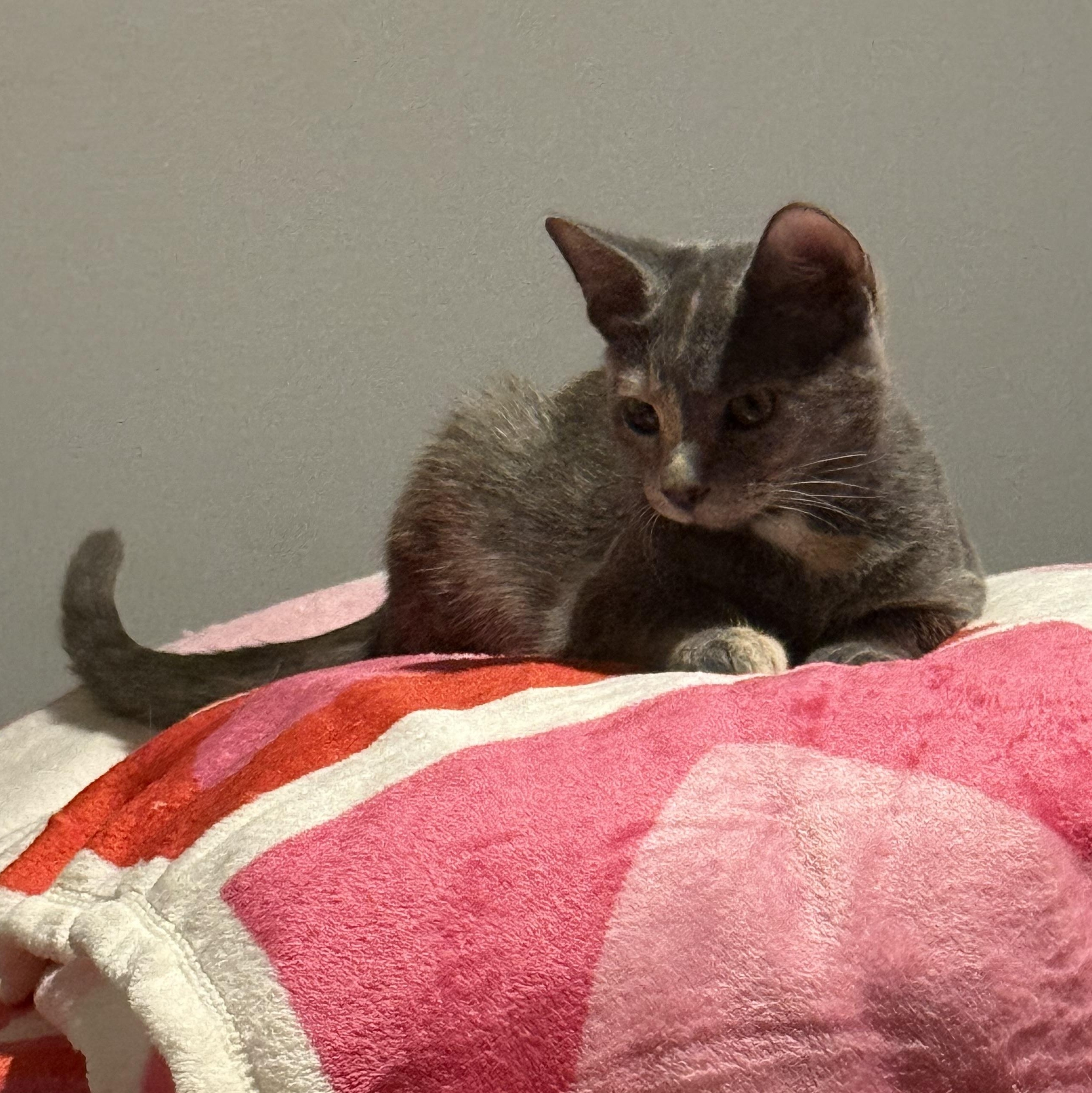 Glinda The Good (Adoptable 3/1), an adopted Domestic Short Hair in Kissimmee, FL image 5/6