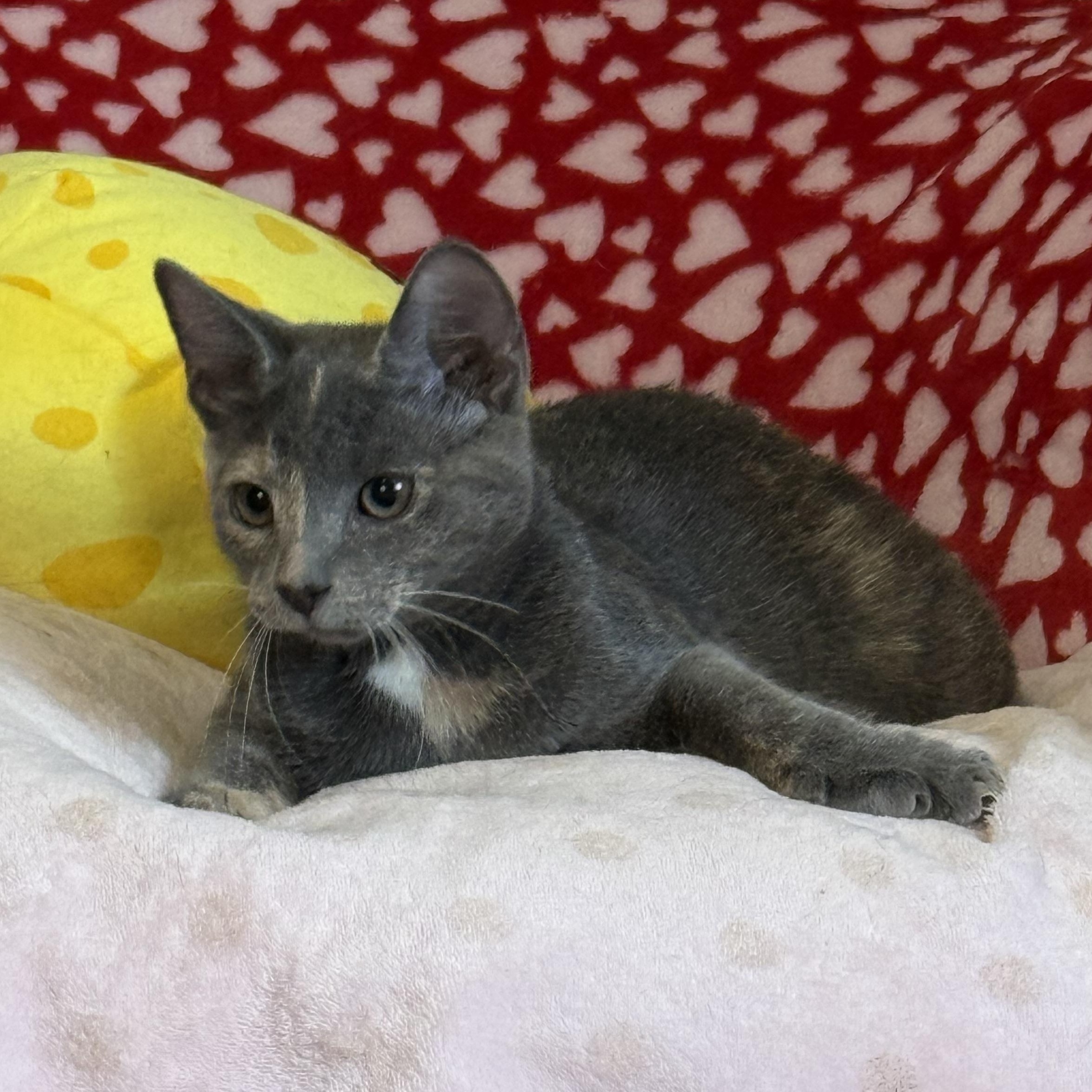 Glinda The Good (Adoptable 3/1), adopted, Kitten Female Domestic Short Hair.