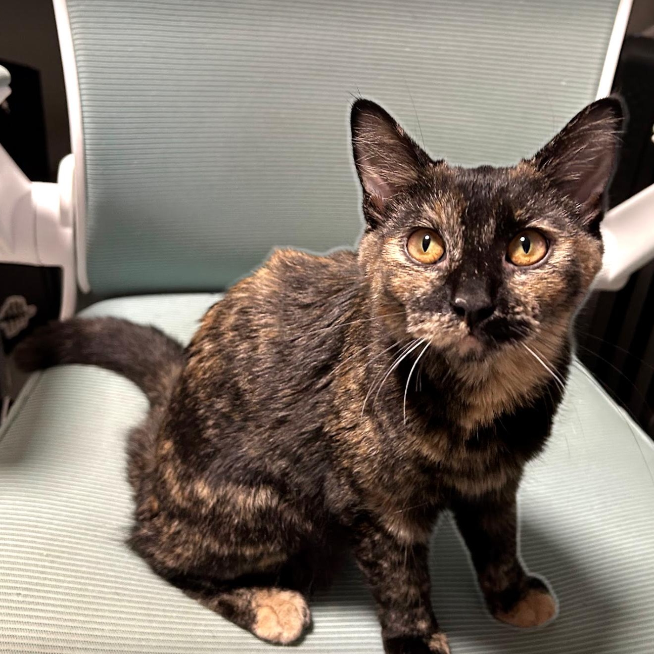 Souffle, adopted, Young Female Domestic Short Hair.