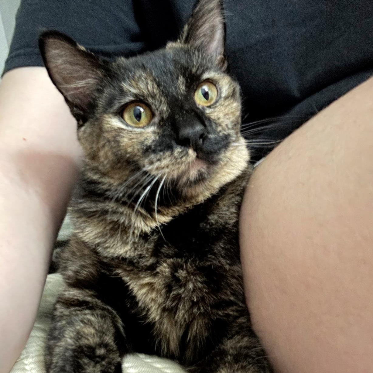 Souffle, an adopted Domestic Short Hair in brooklyn, NY image 2/5