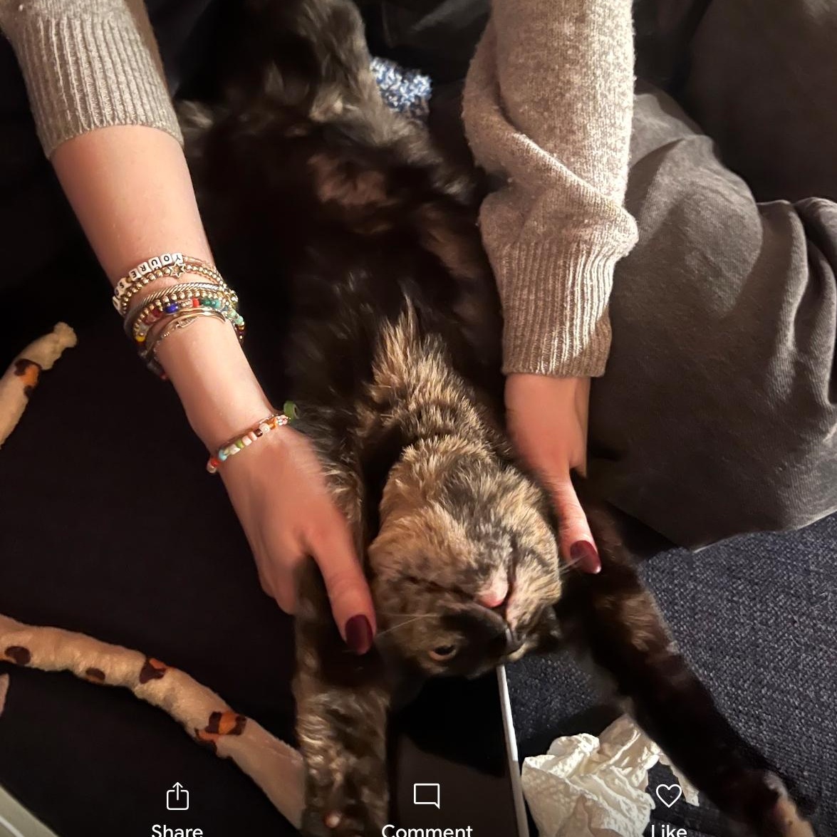 Souffle, an adopted Domestic Short Hair in brooklyn, NY image 3/5