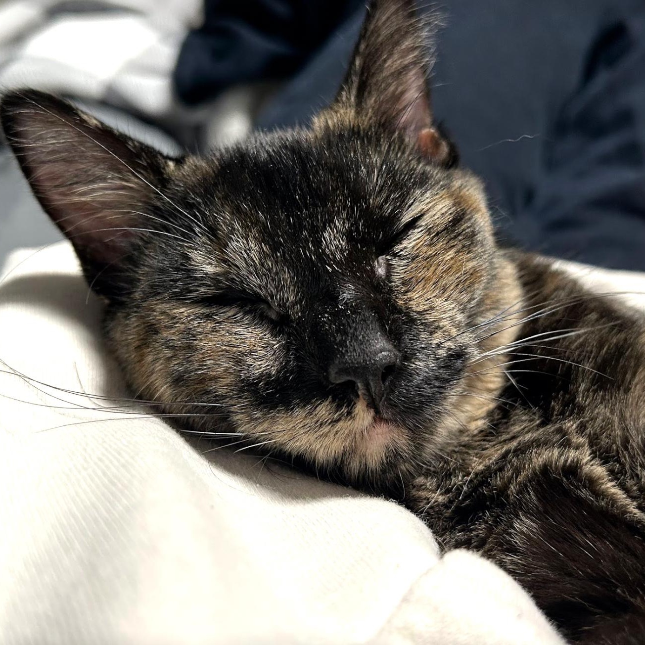 Souffle, an adopted Domestic Short Hair in brooklyn, NY image 5/5