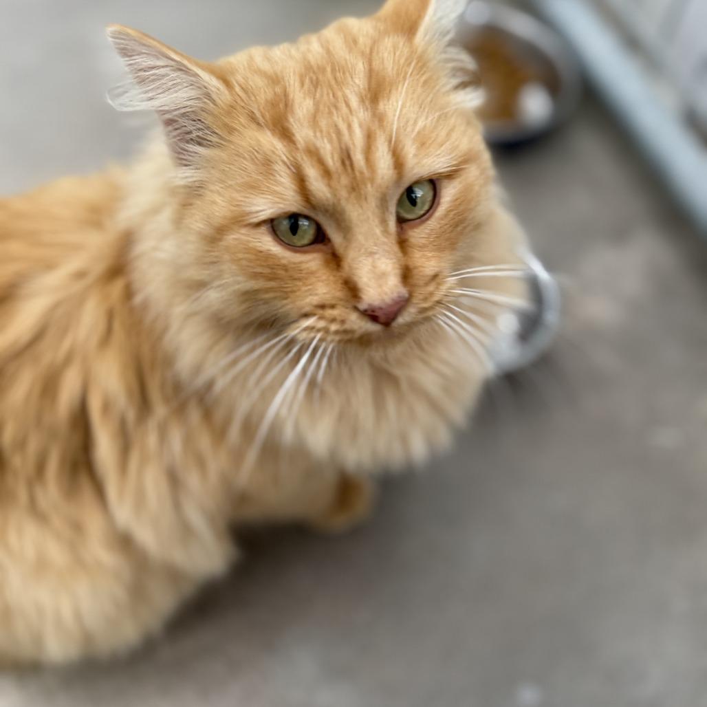 Enlarge Simba, a Adoptable Domestic Long Hair in Taos, NM image 1/1