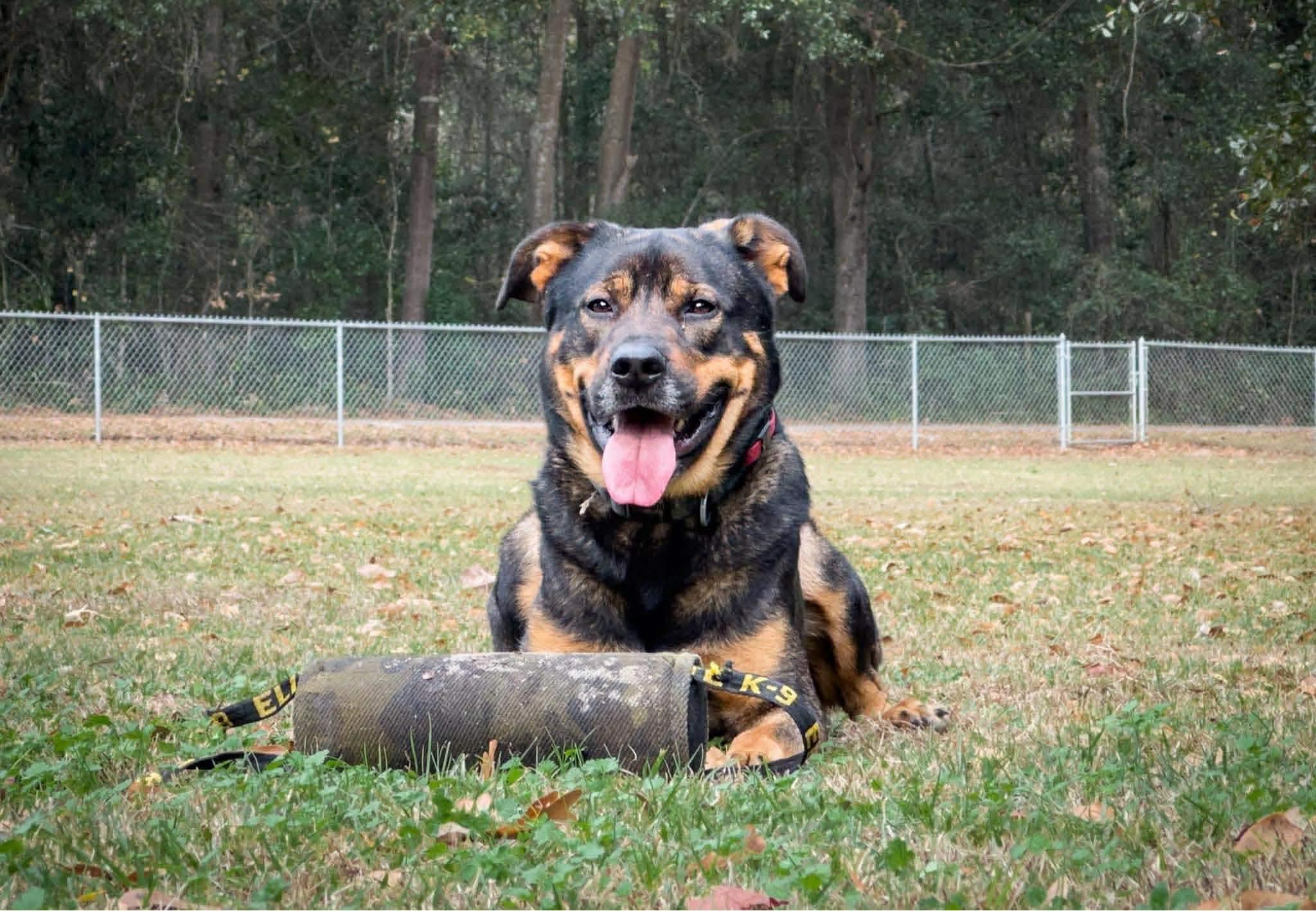 Apollo, ADOPTABLE, Adult Male Rottweiler & German Shepherd Dog.