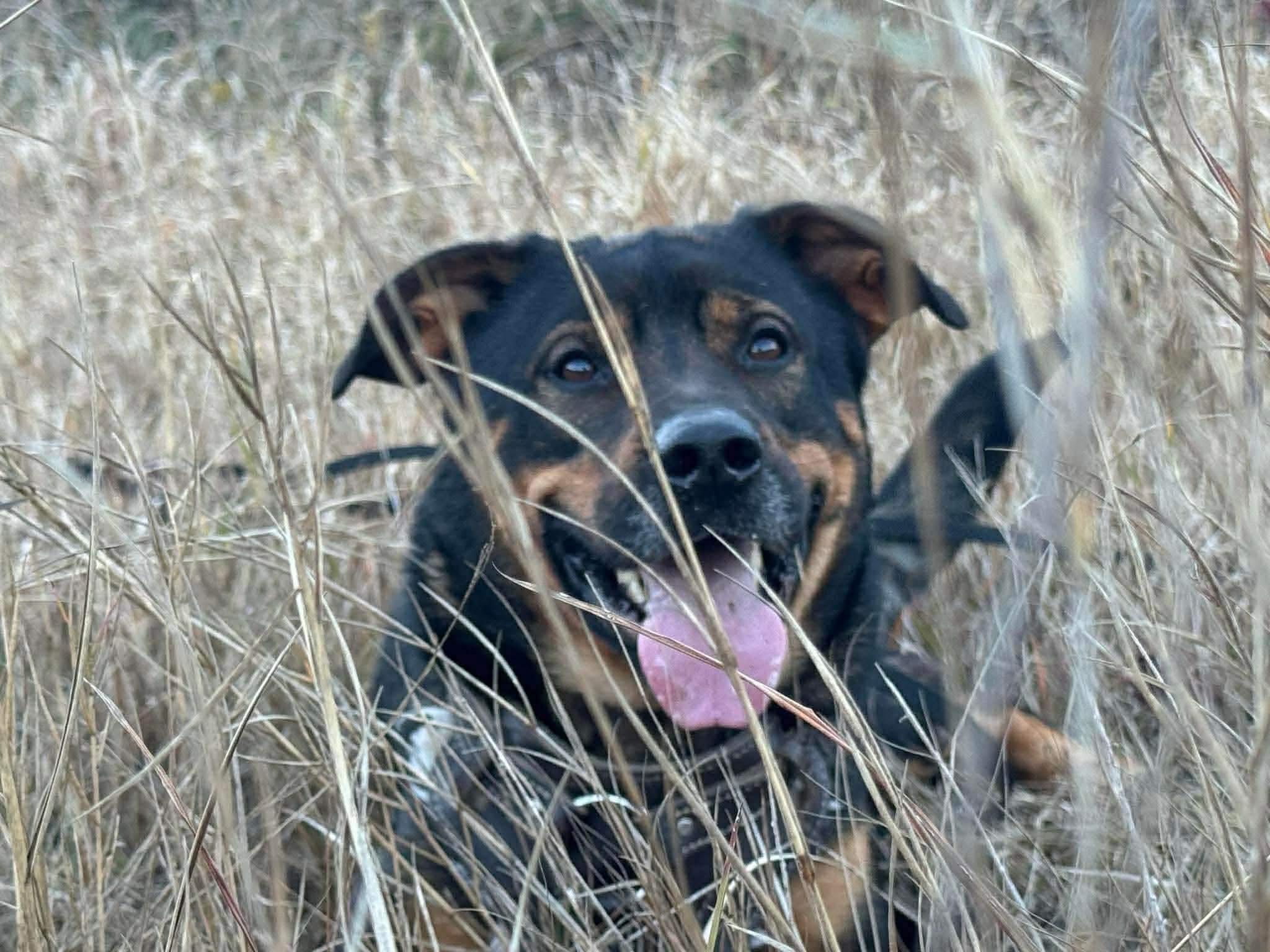 Enlarge Apollo, a ADOPTABLE mixed breed in Mobile, AL image 2/3