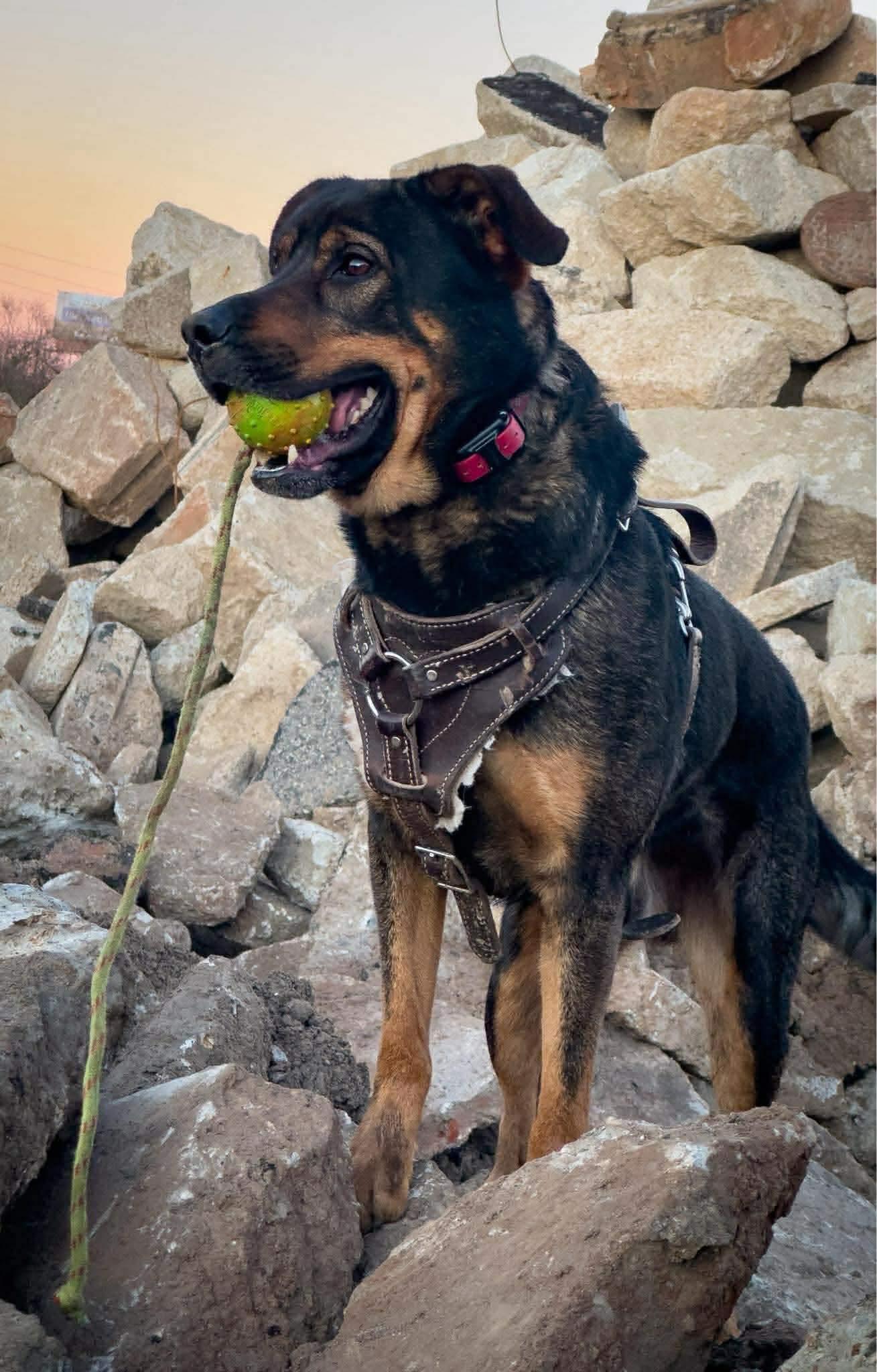 Enlarge Apollo, a ADOPTABLE mixed breed in Mobile, AL image 3/3