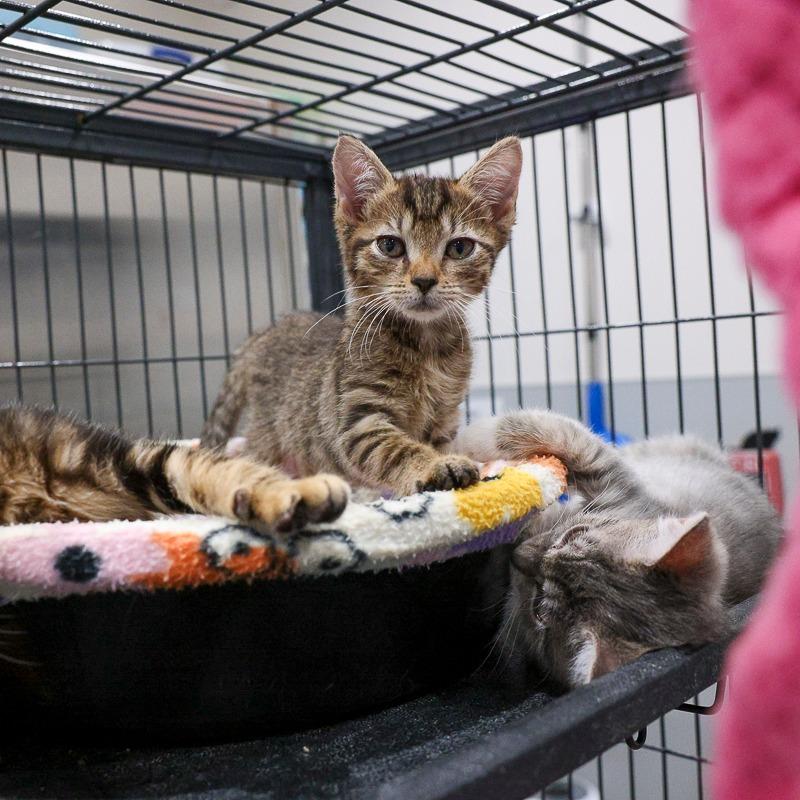 Edith, Adoptable, Kitten Female Domestic Short Hair.