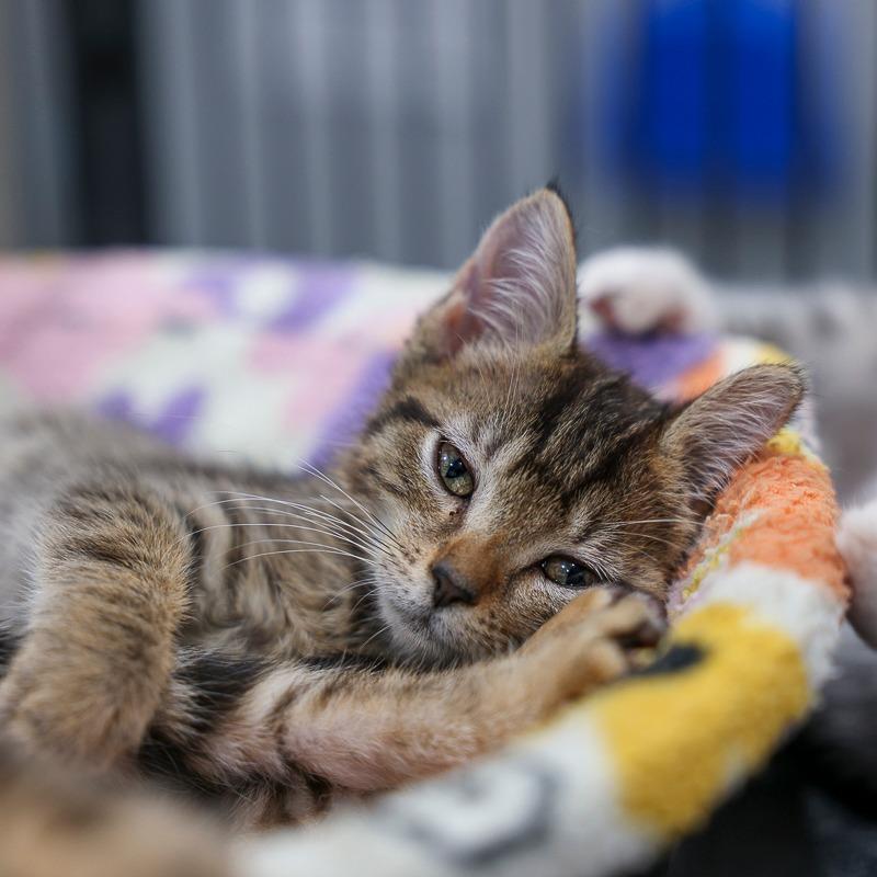Enlarge Edith, a Adoptable Domestic Short Hair in Bradenton, FL image 2/2