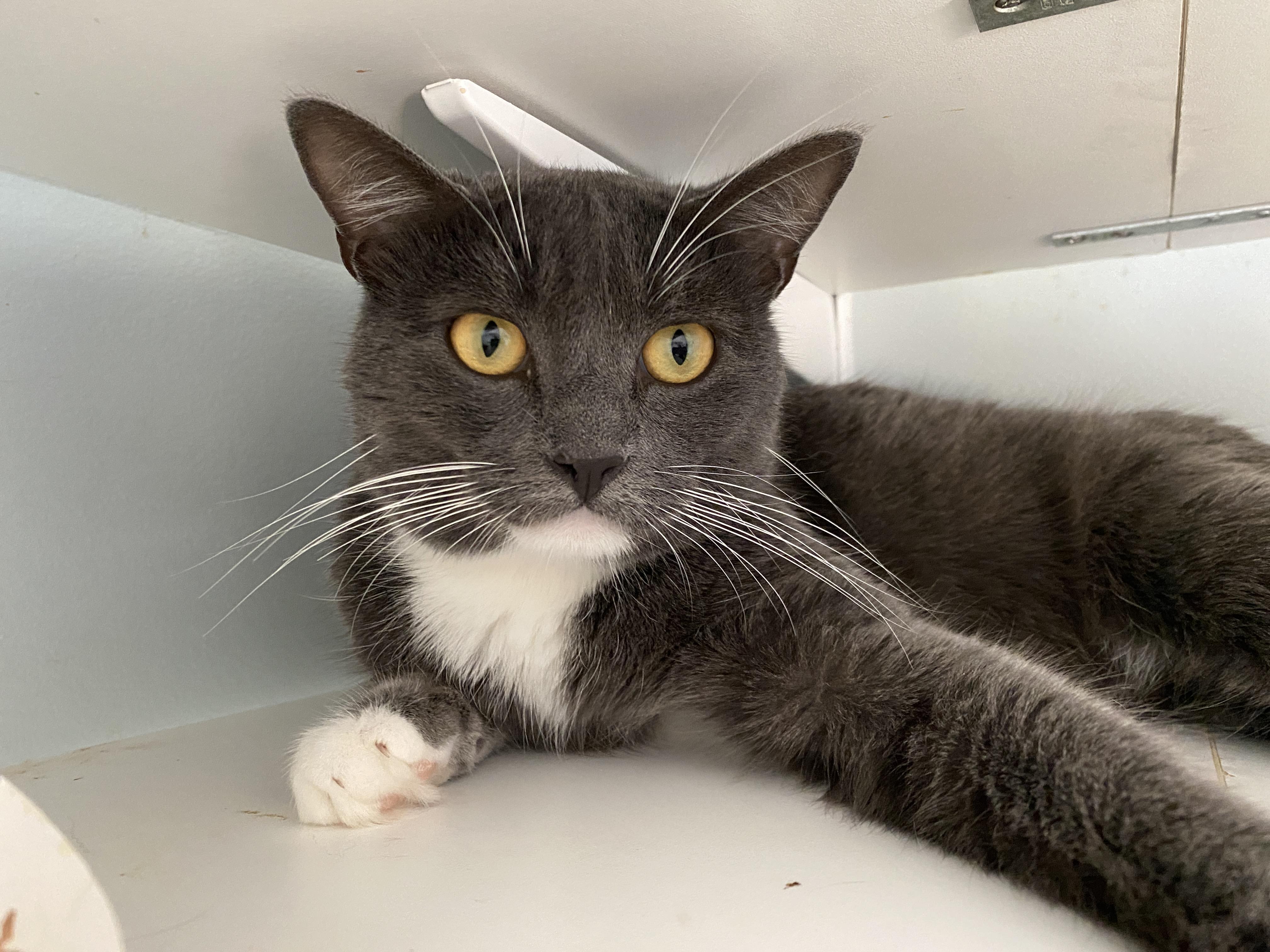 Dash, Adoptable, Adult Male Domestic Short Hair.