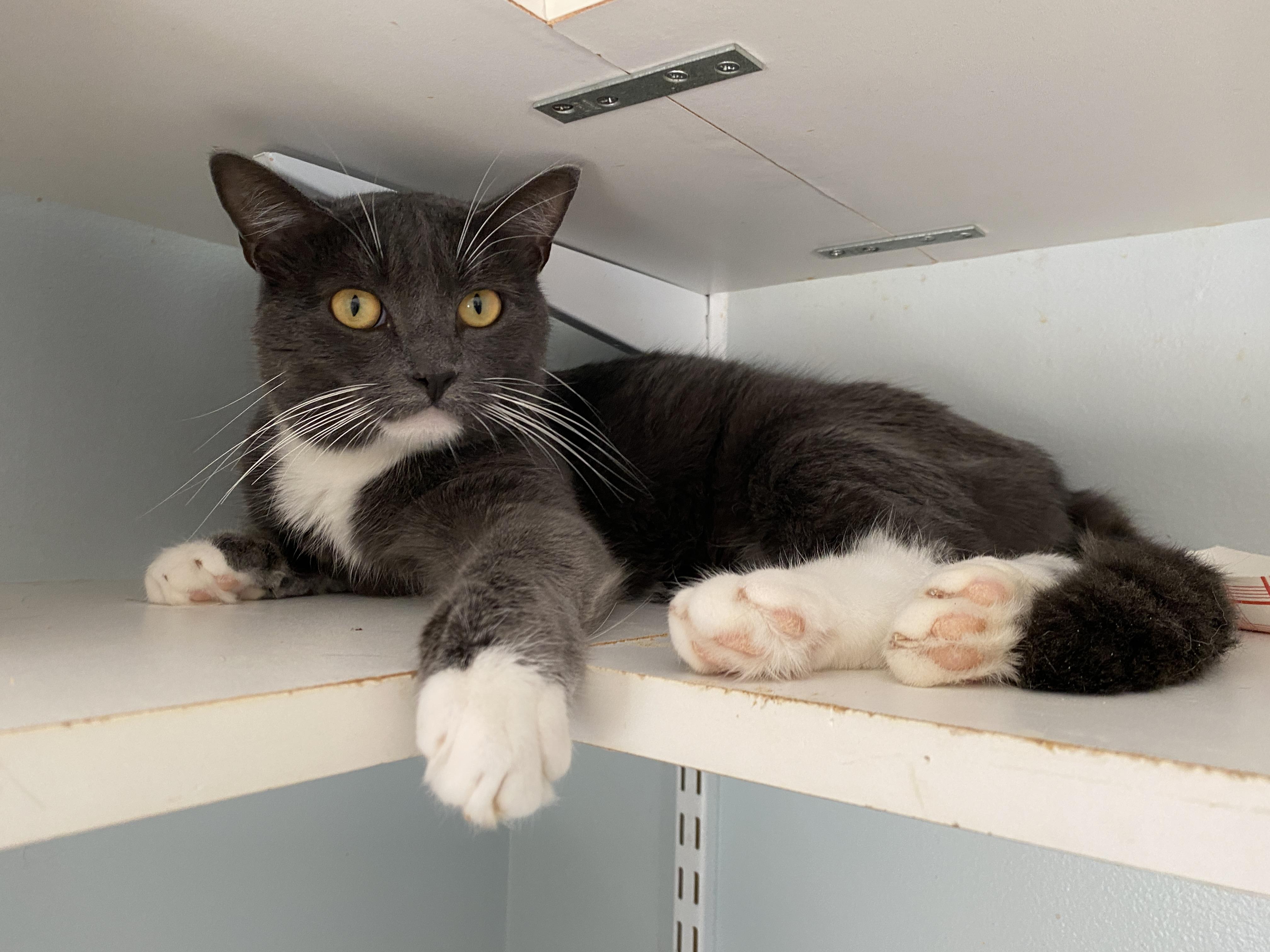 Enlarge Dash, an adopted Domestic Short Hair in Salisbury, MA image 4/5