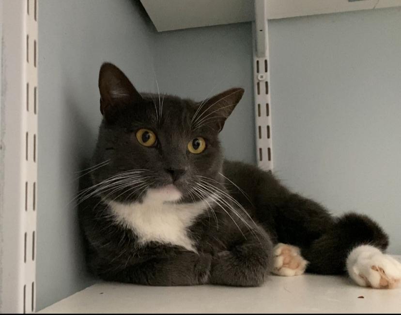 Enlarge Dash, an adopted Domestic Short Hair in Salisbury, MA image 3/5