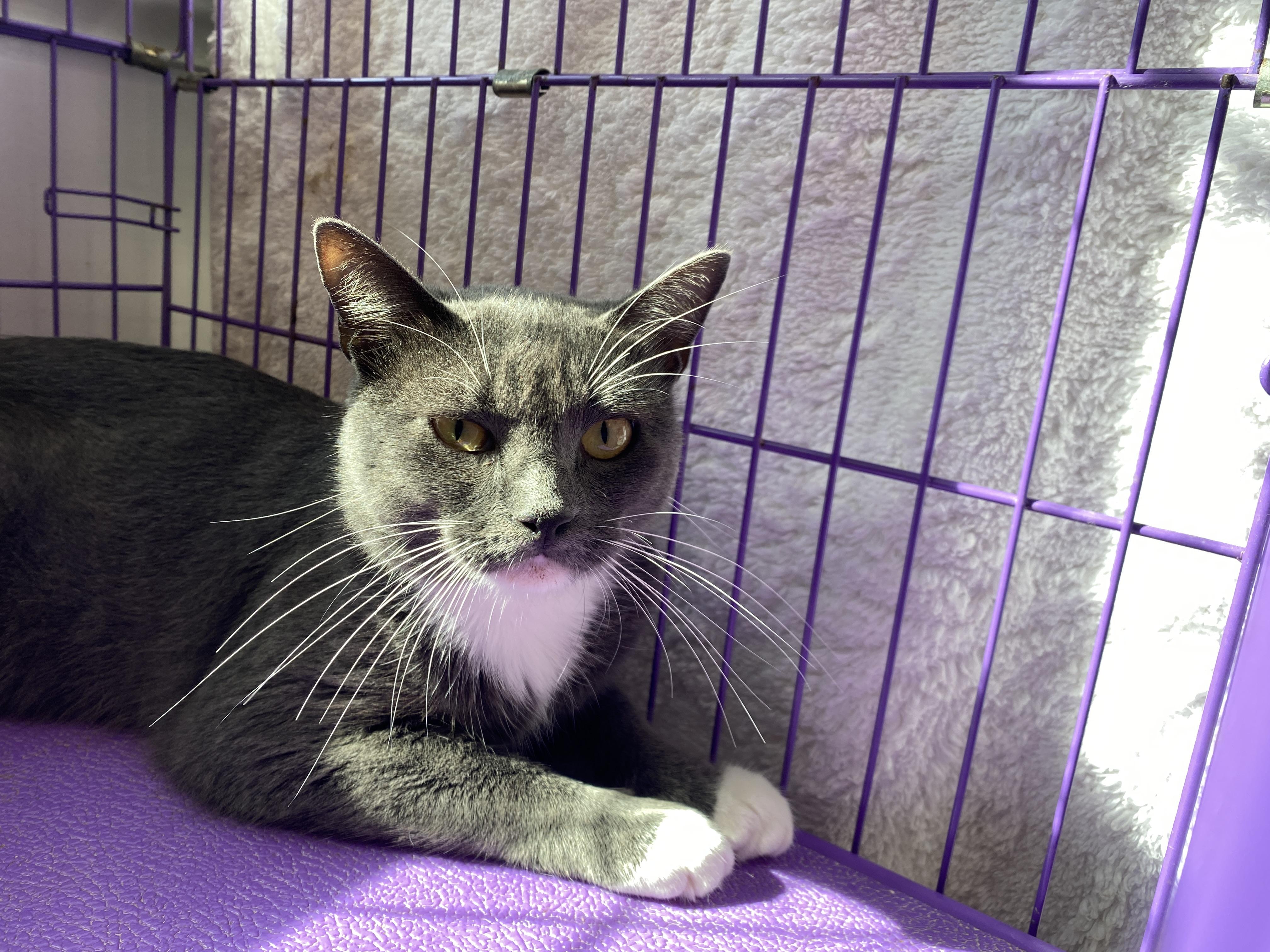 Enlarge Dash, an adopted Domestic Short Hair in Salisbury, MA image 2/5