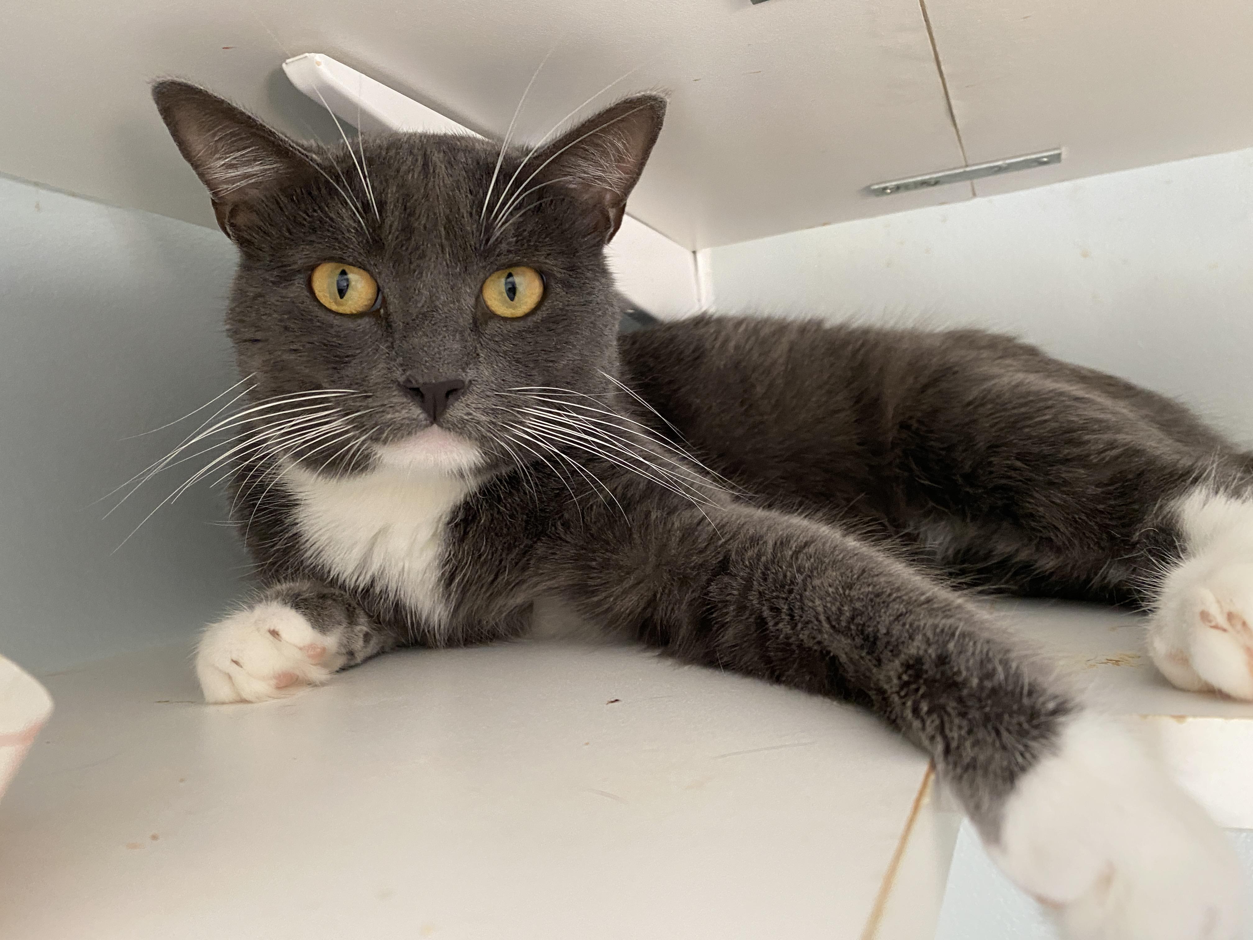 Enlarge Dash, an adopted Domestic Short Hair in Salisbury, MA image 5/5