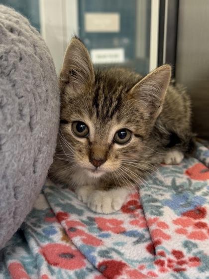 Enlarge Russell, a Adoptable mixed breed in Grapevine, TX image 1/1