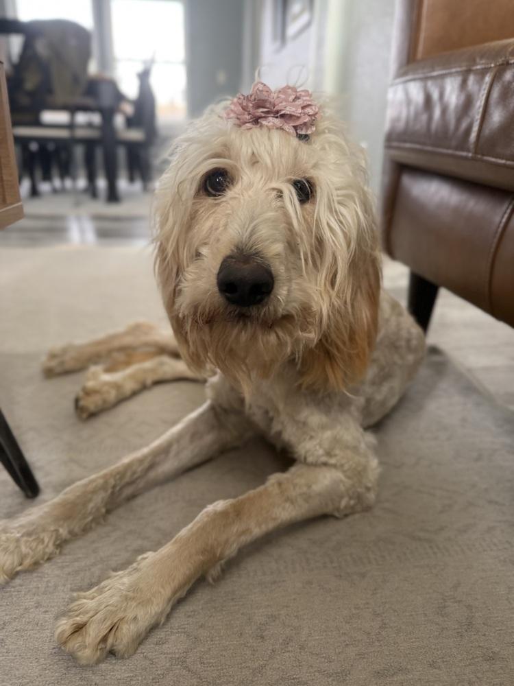 Babe3, a Adoptable mixed breed in Littleton, CO image 2/6