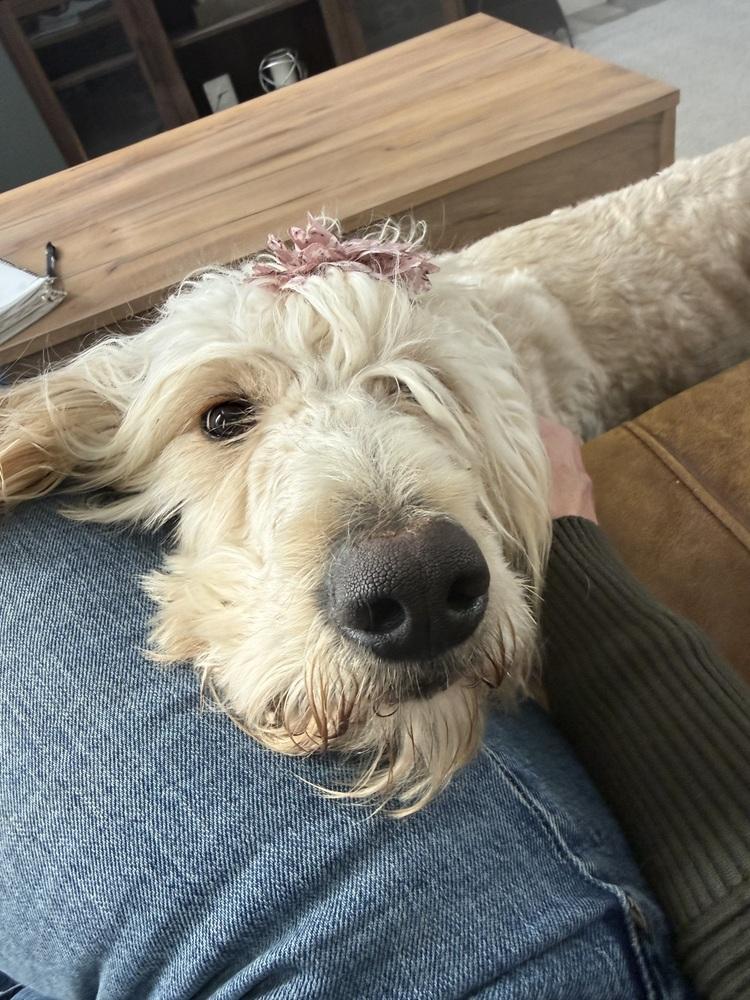 Babe3, a Adoptable mixed breed in Littleton, CO image 3/6