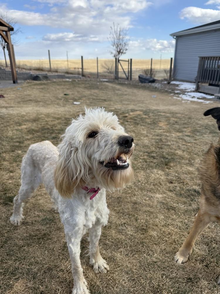 Babe3, a Adoptable mixed breed in Littleton, CO image 5/6