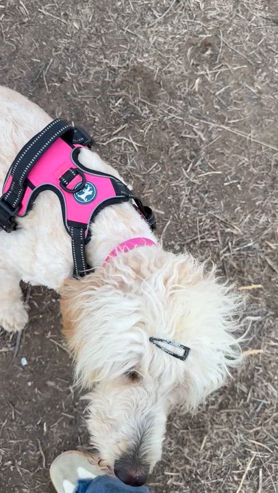 Enlarge Babe3, a Adoptable mixed breed in Littleton, CO video 6/6