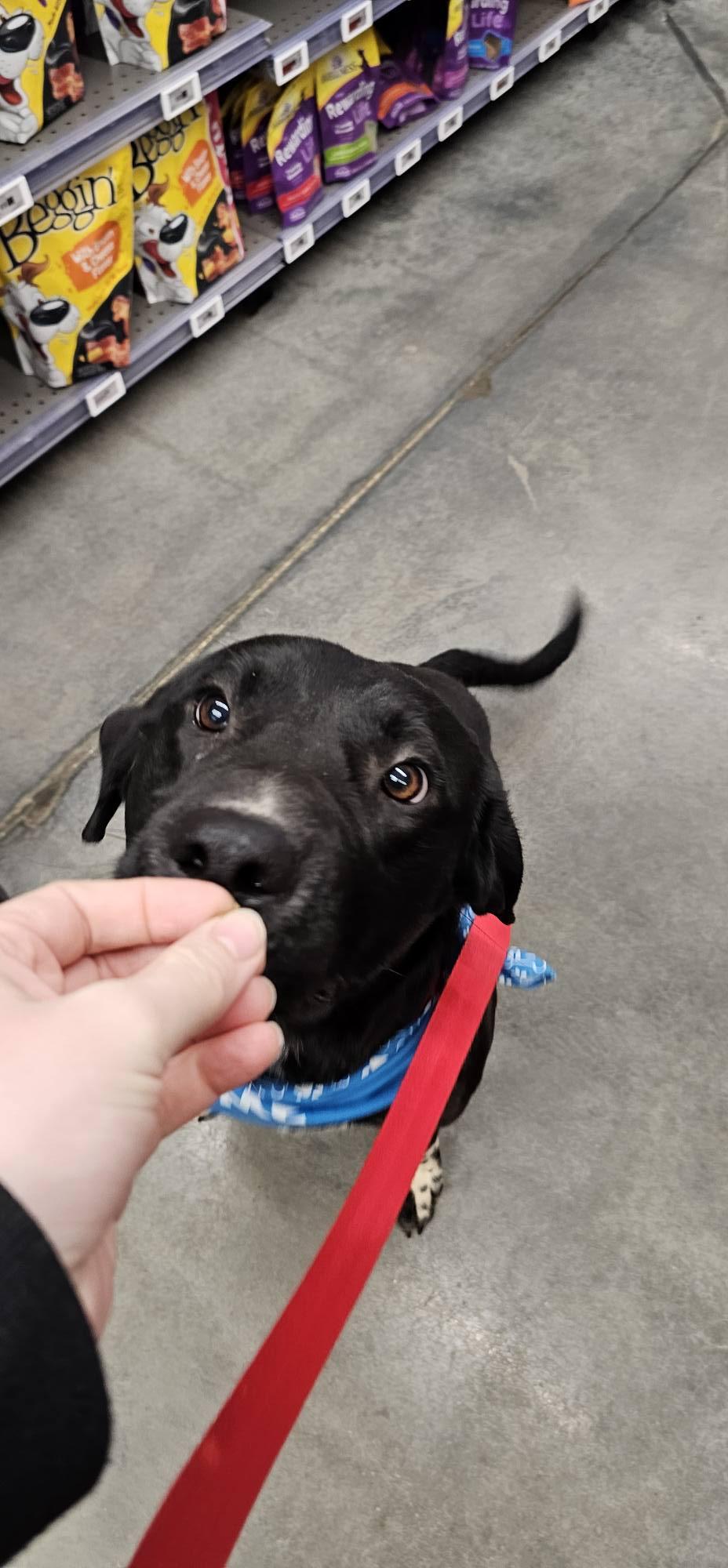 Enlarge Cypher $195, an adopted mixed breed in Seneca, SC image 4/6