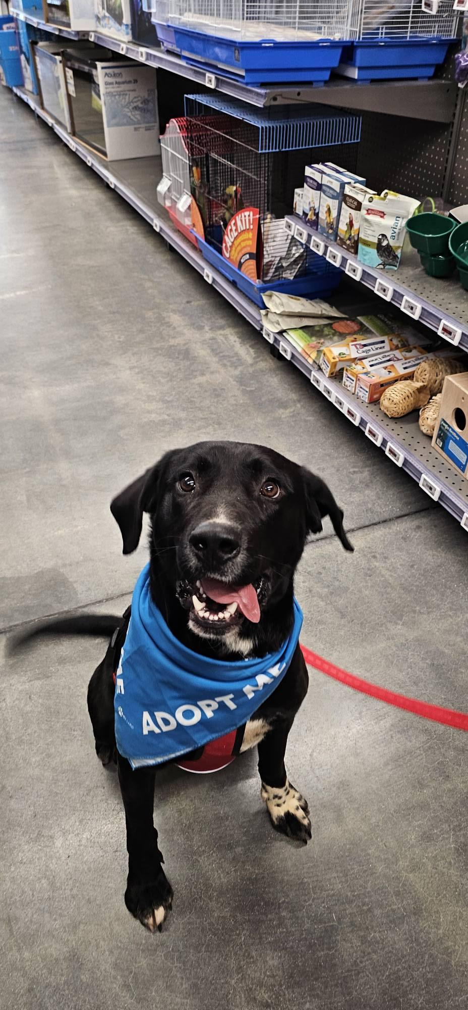 Enlarge Cypher $195, an adopted mixed breed in Seneca, SC image 5/6