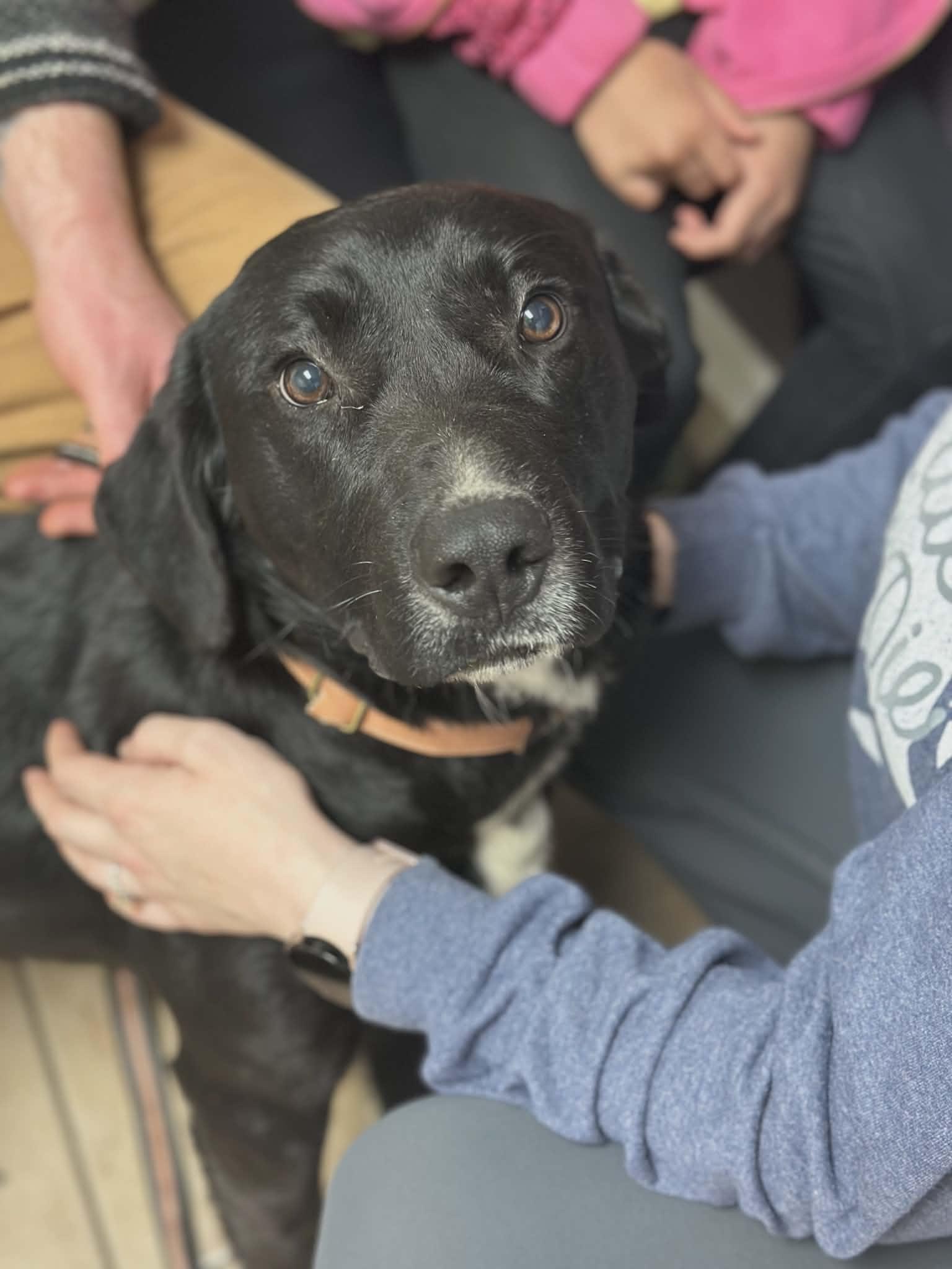 Cypher $195, adopted, Young Male Labrador Retriever & Hound.