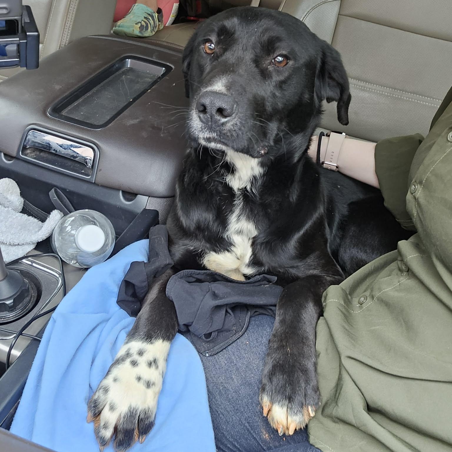 Enlarge Cypher $195, an adopted mixed breed in Seneca, SC image 3/6