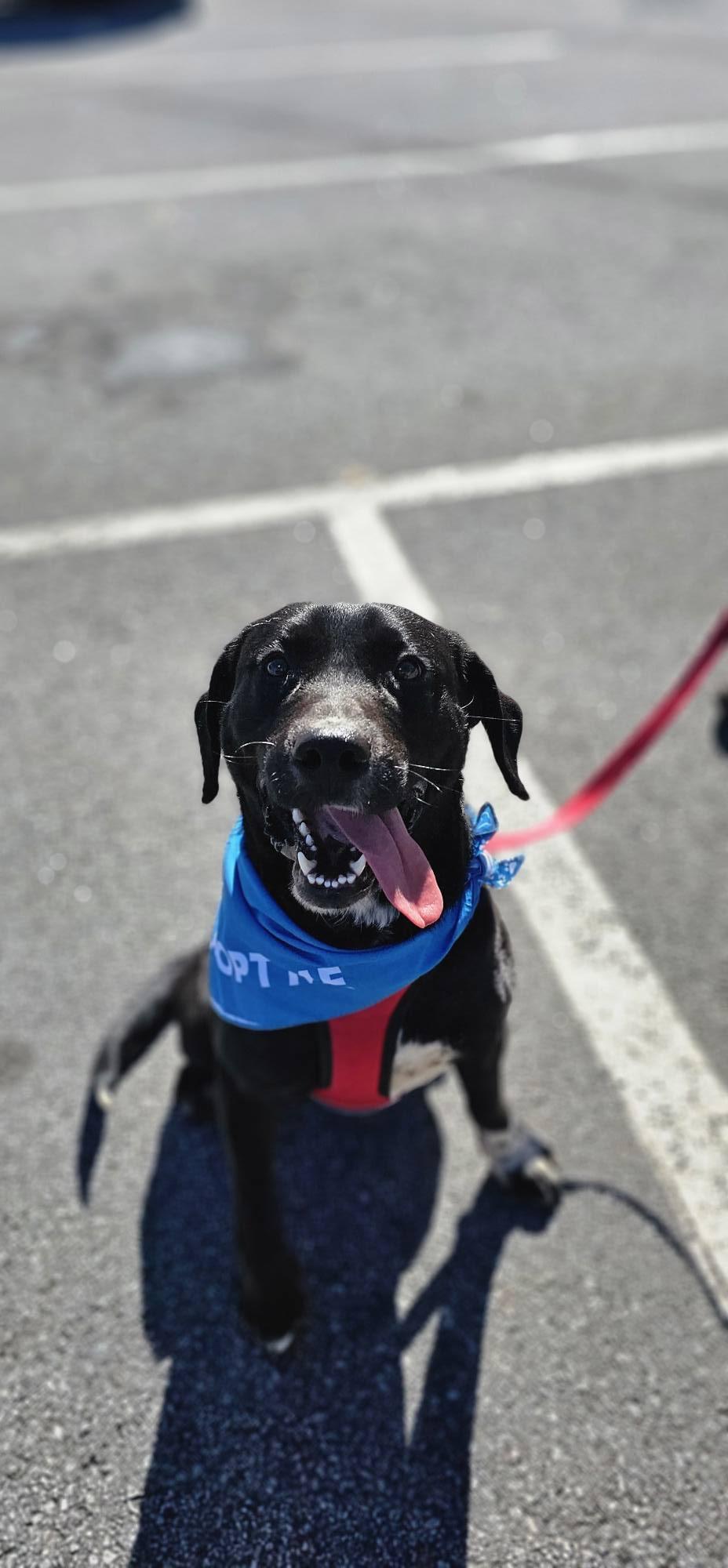 Enlarge Cypher $195, an adopted mixed breed in Seneca, SC image 2/6