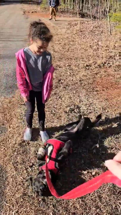 Enlarge Cypher $195, an adopted mixed breed in Seneca, SC video 6/6