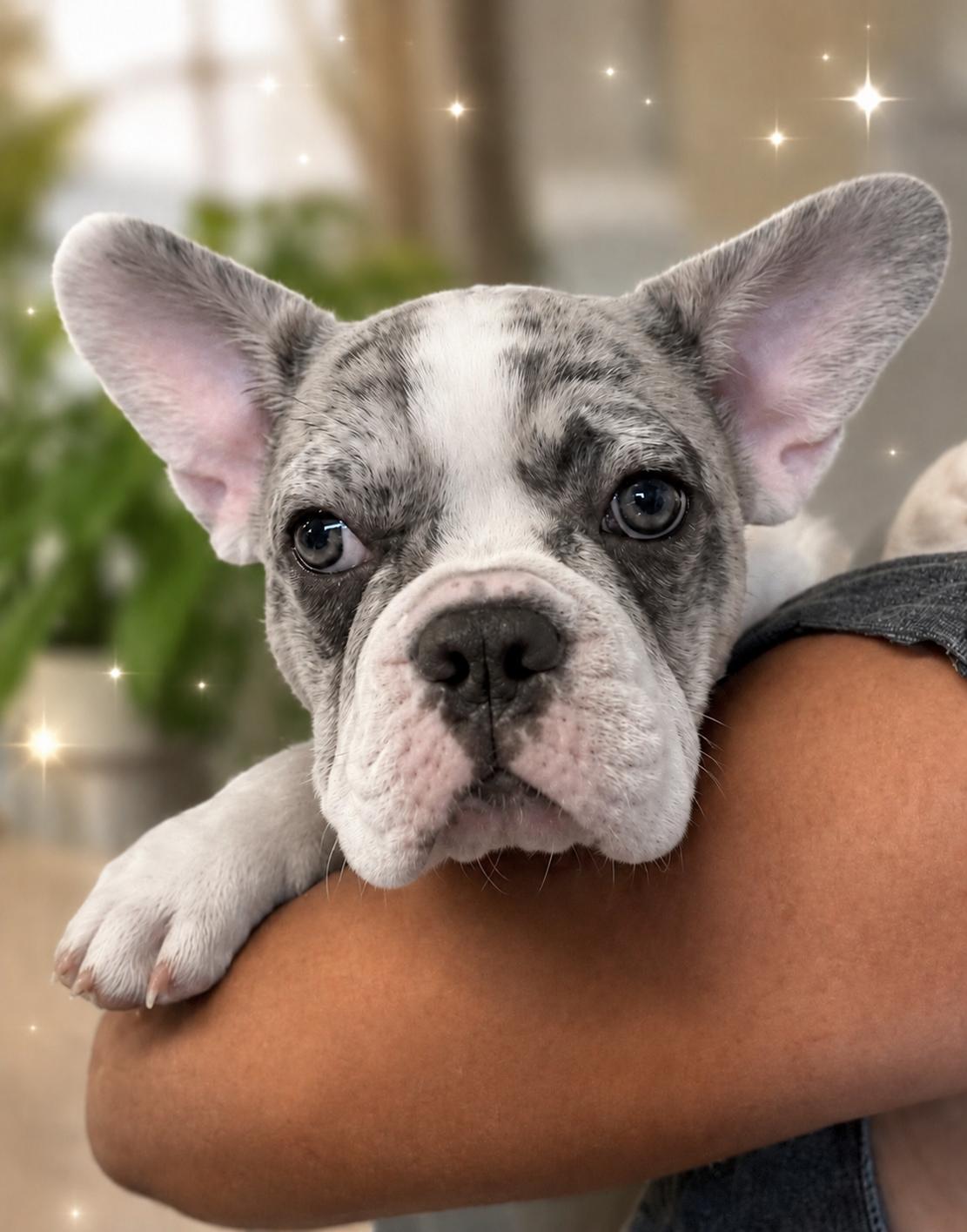 Snow, adopted, Puppy Male French Bulldog.