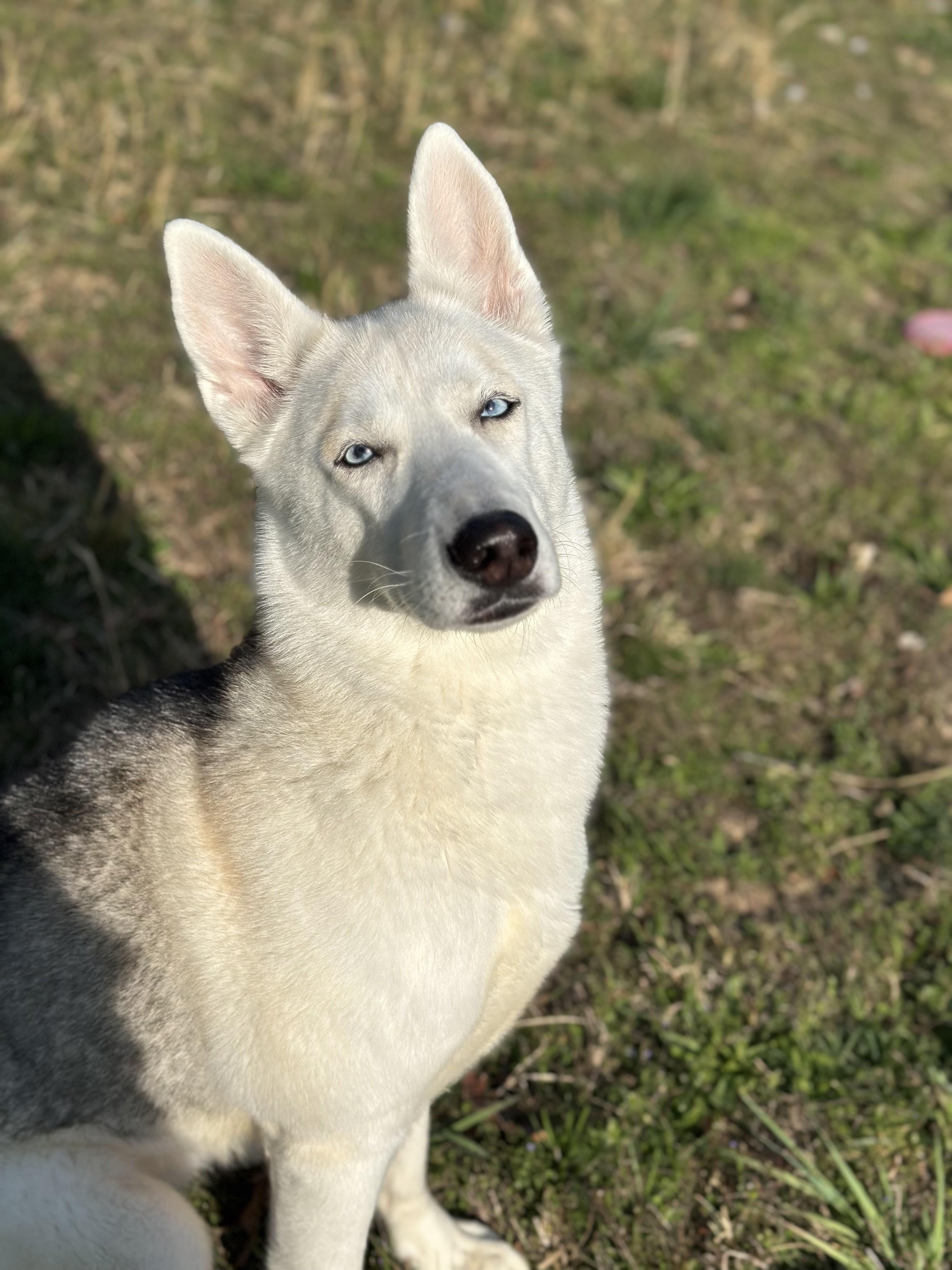 Willow , an adopted Husky in Stafford, VA image 2/2