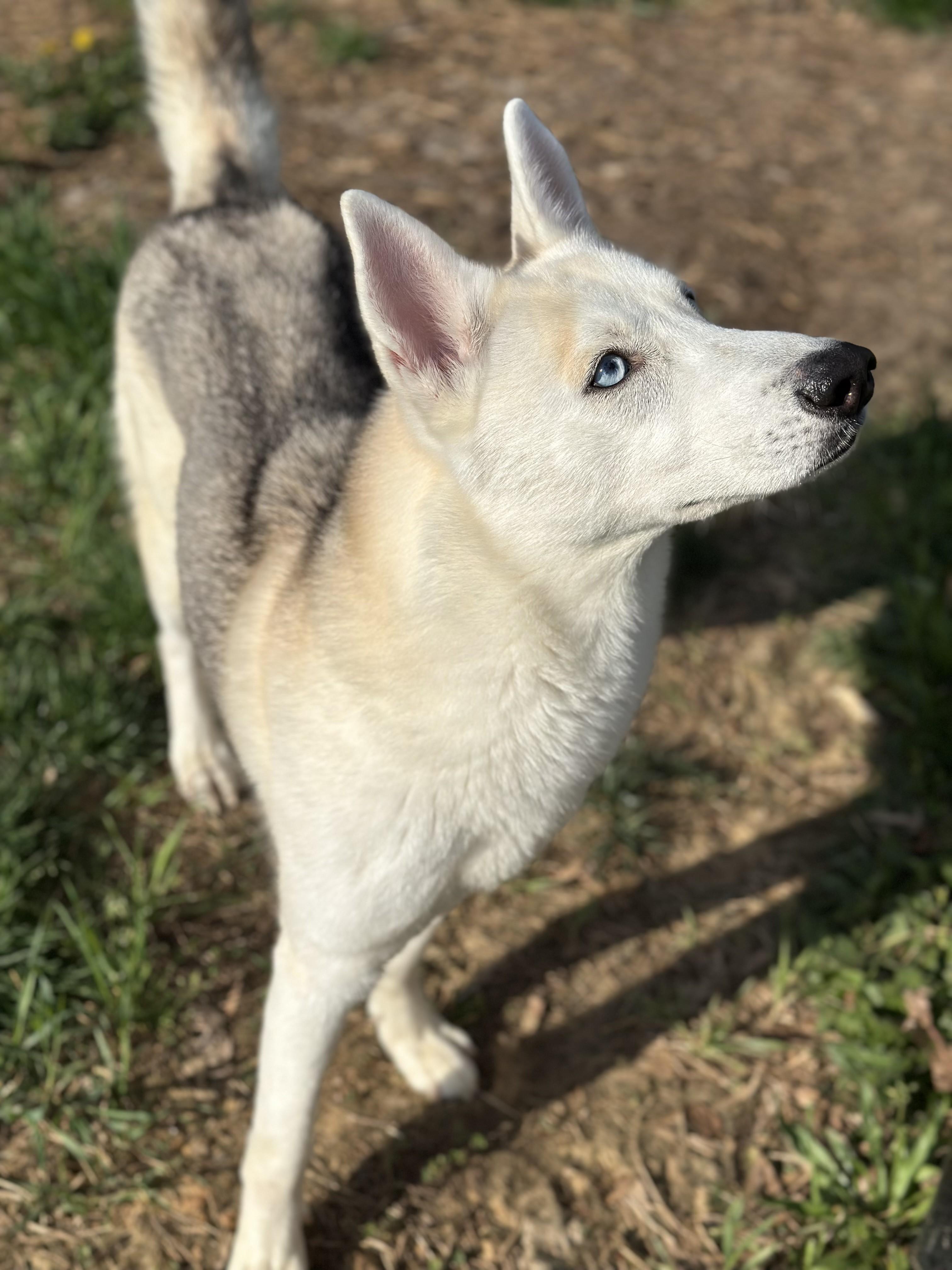 Willow , an adopted Husky in Stafford, VA image 1/2