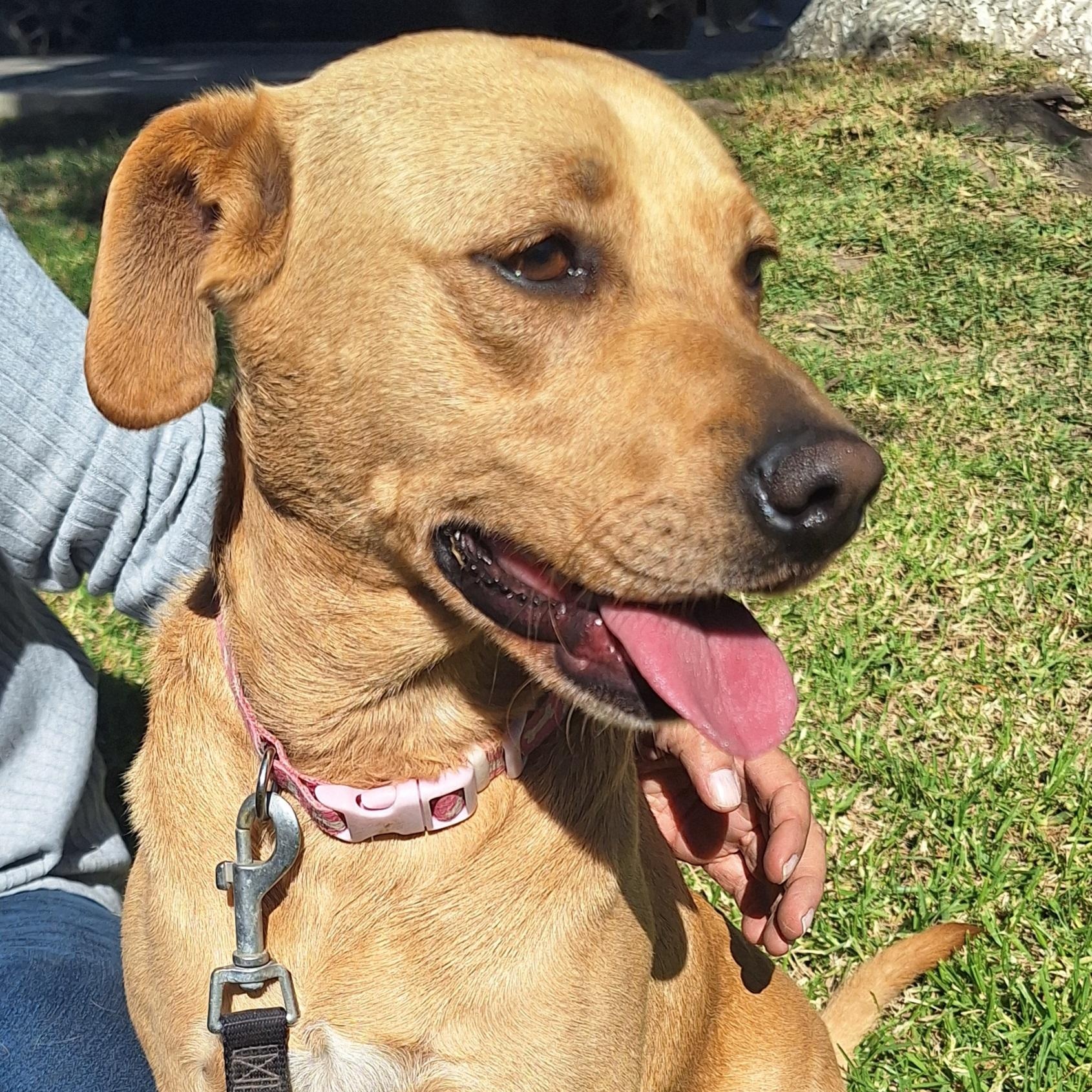 Enlarge Shannon , an adopted mixed breed in San Diego, CA image 3/4