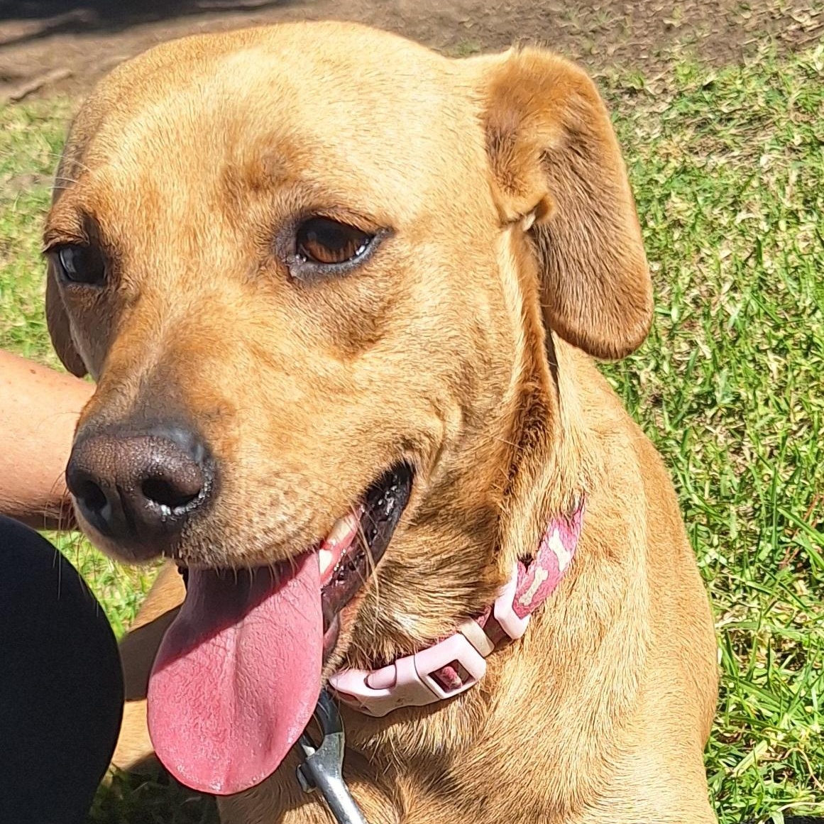 Enlarge Shannon , an adopted mixed breed in San Diego, CA image 1/4