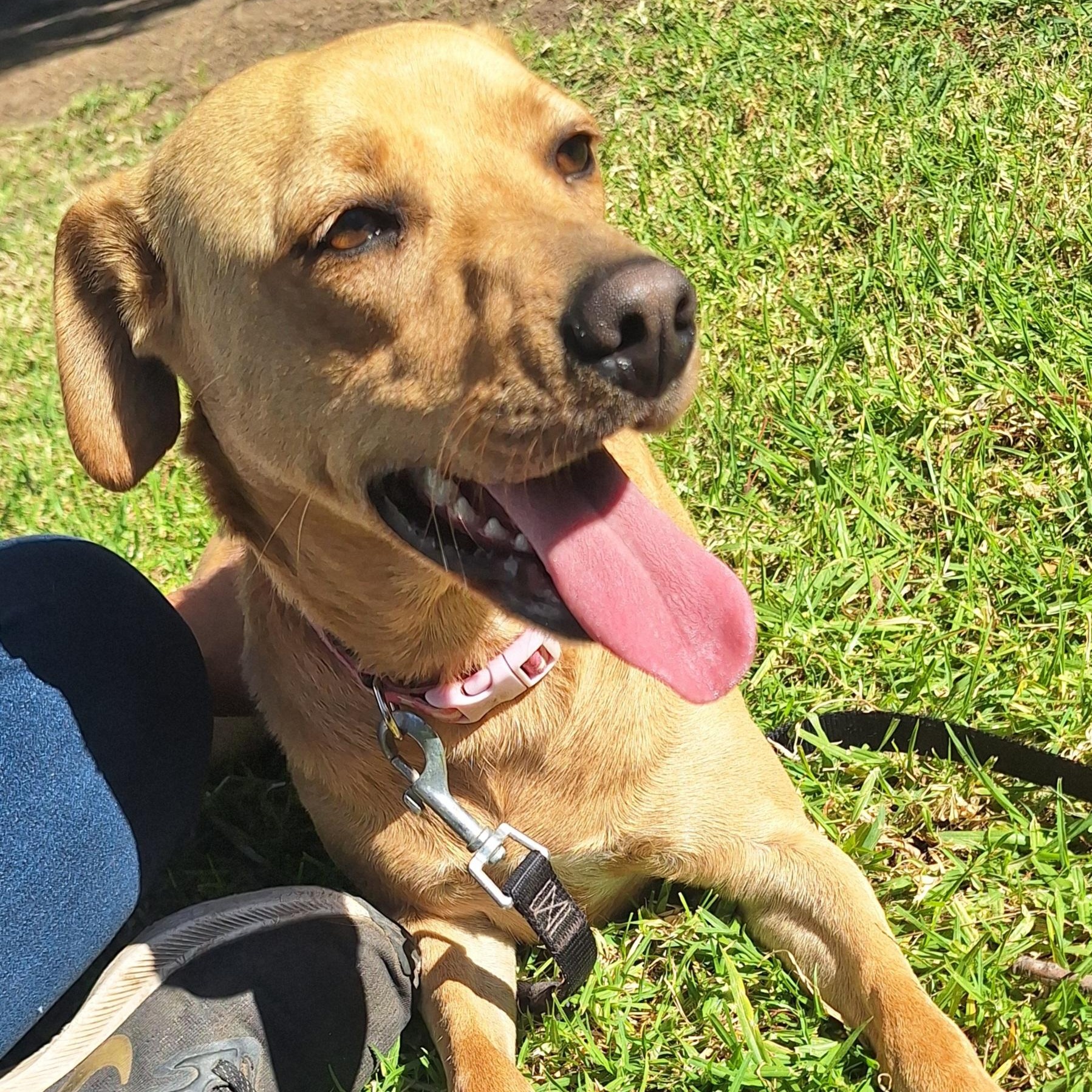 Enlarge Shannon , an adopted mixed breed in San Diego, CA image 2/4